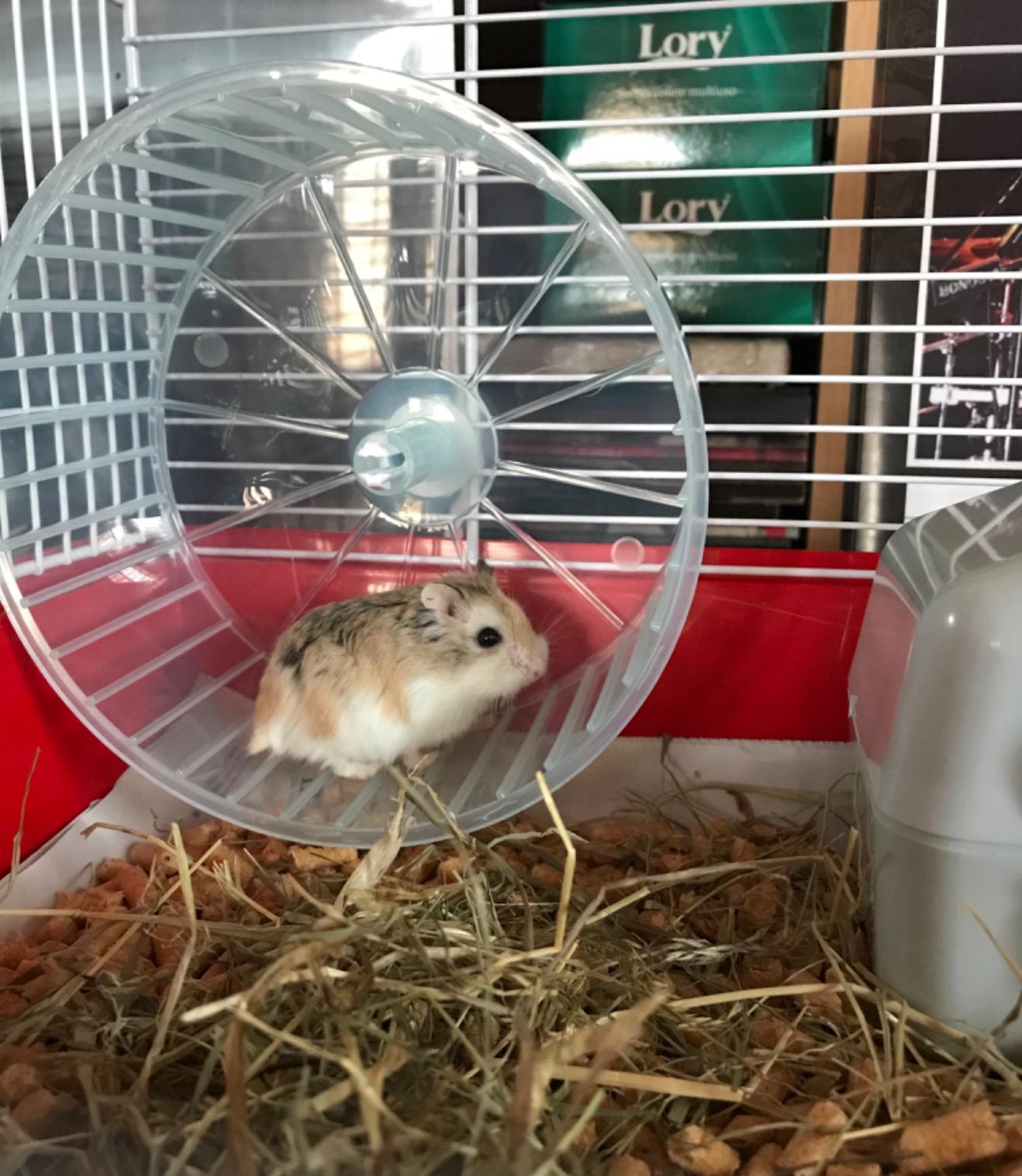 Bien pour un hamster, petit pour deux