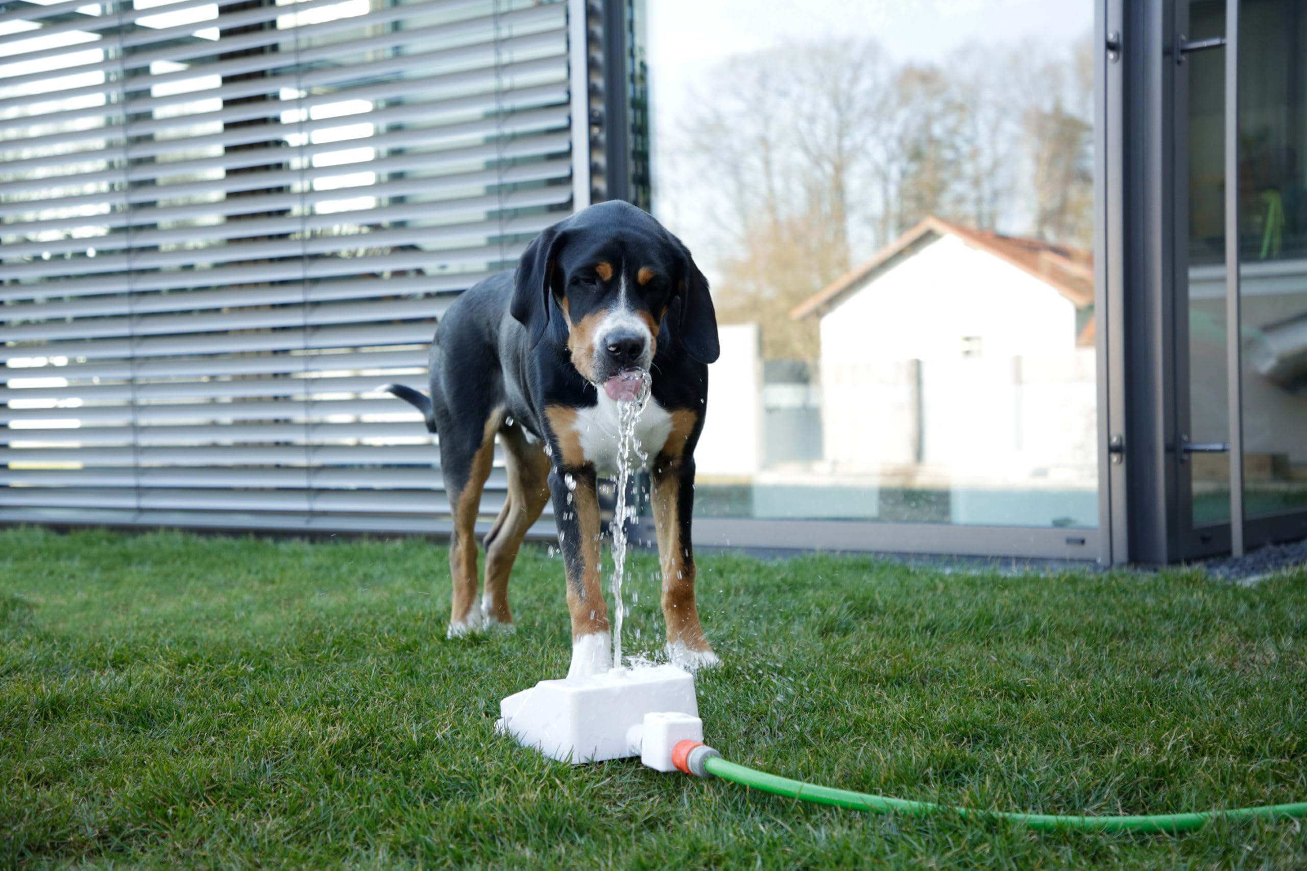 kerbl-pet-fontaine-eau-bubble-25-5-x-18-x-8-cm-blanc-bleu-jet-p-dale-pour-chien image 4