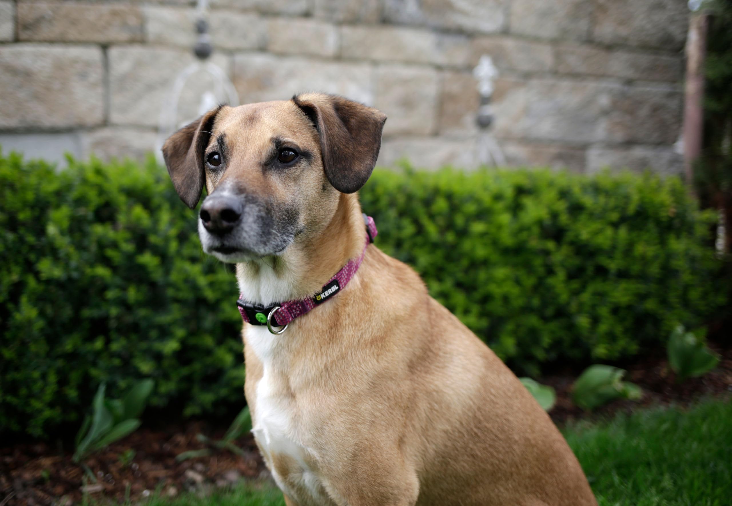 kerbl-pet-collier-colorado-fuchsia-25-35cm-15mm image 3