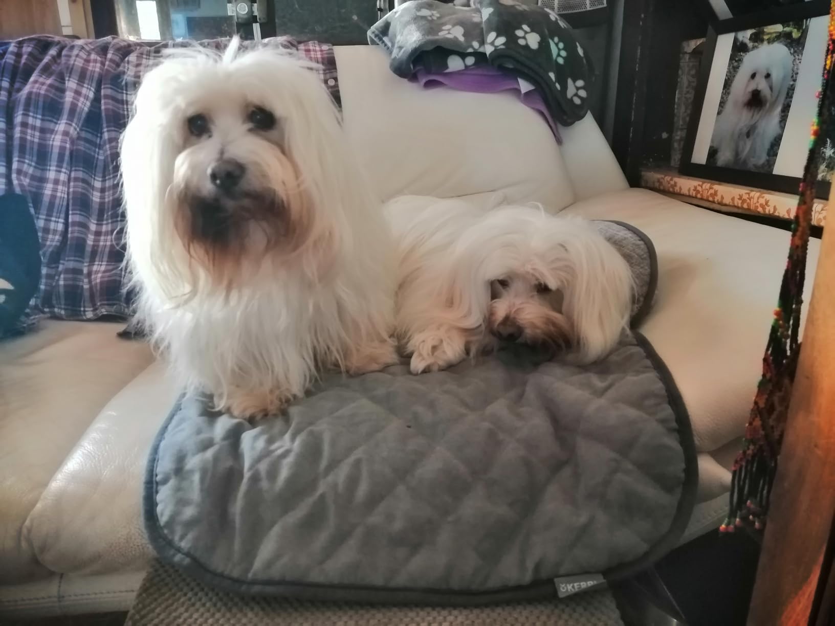 Mon chien l'adore
