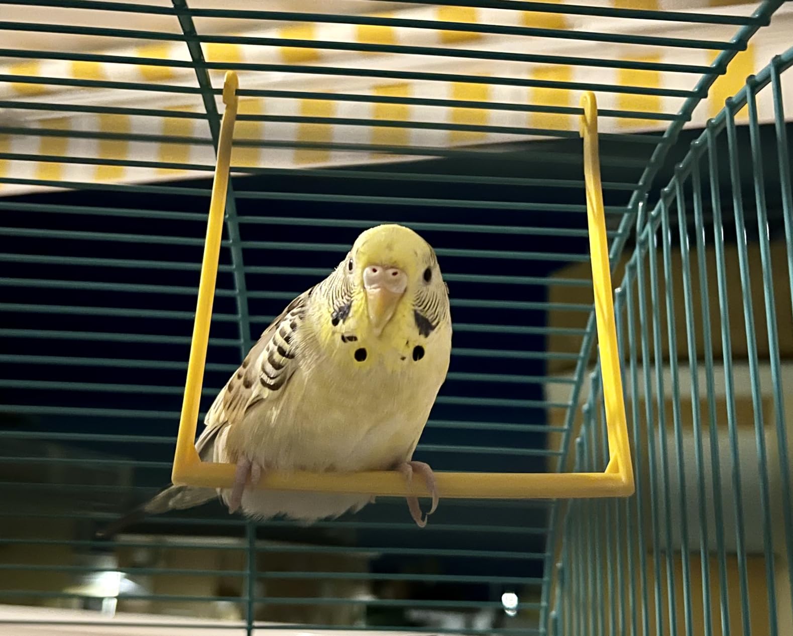Mon canari l'adore