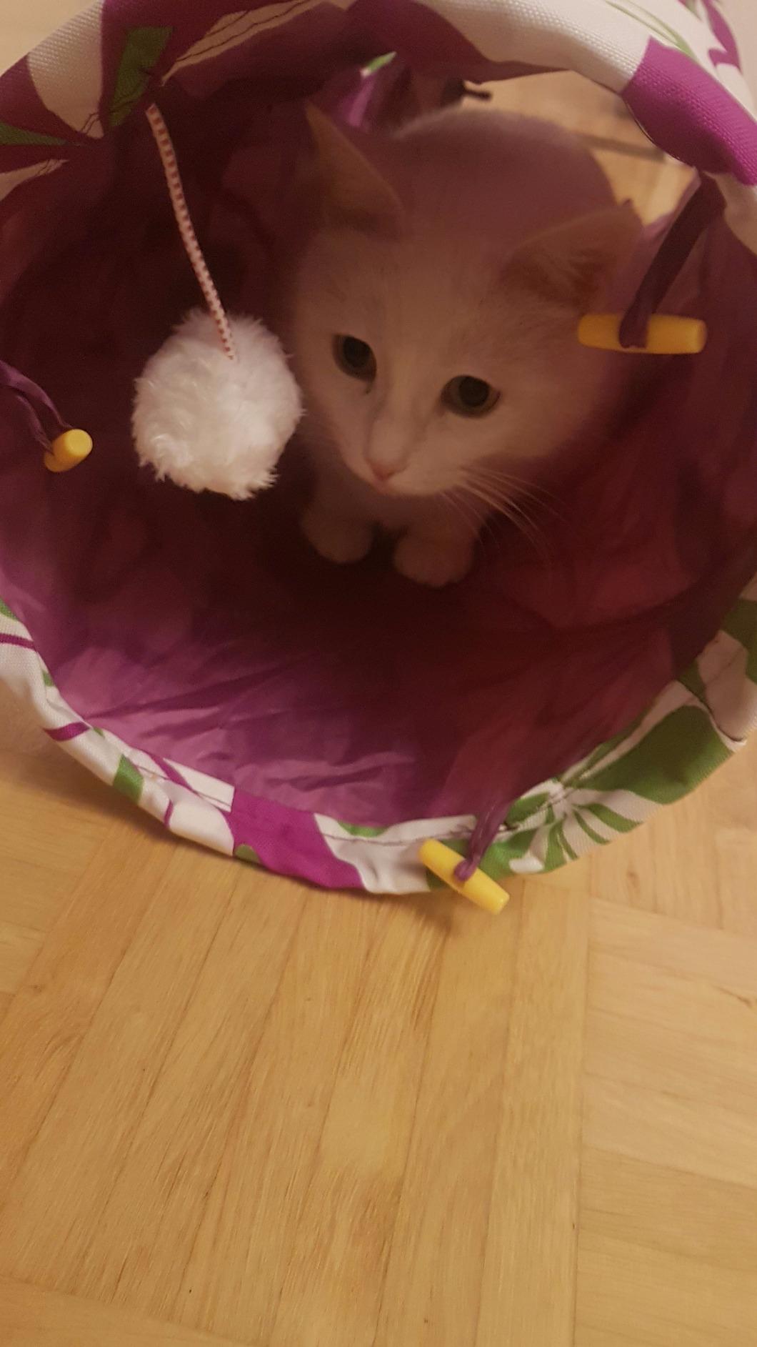 Mon chat n'en veut pas