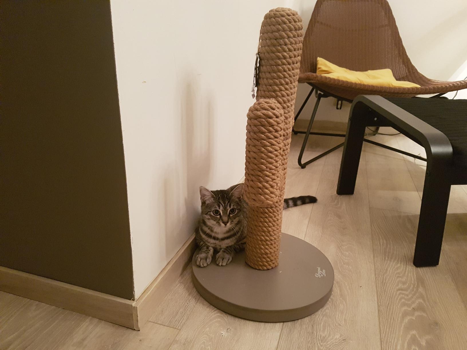 Beau mais petit