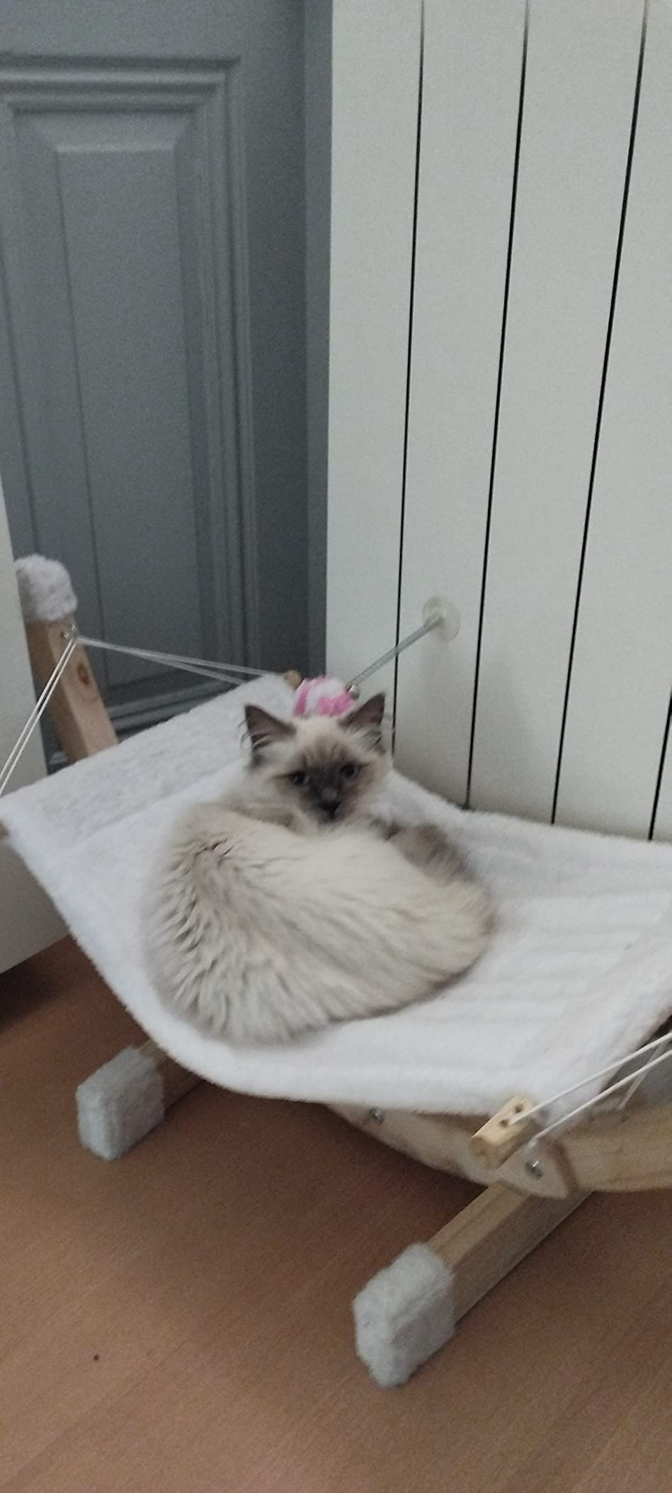 Mon chat ne le quitte plus