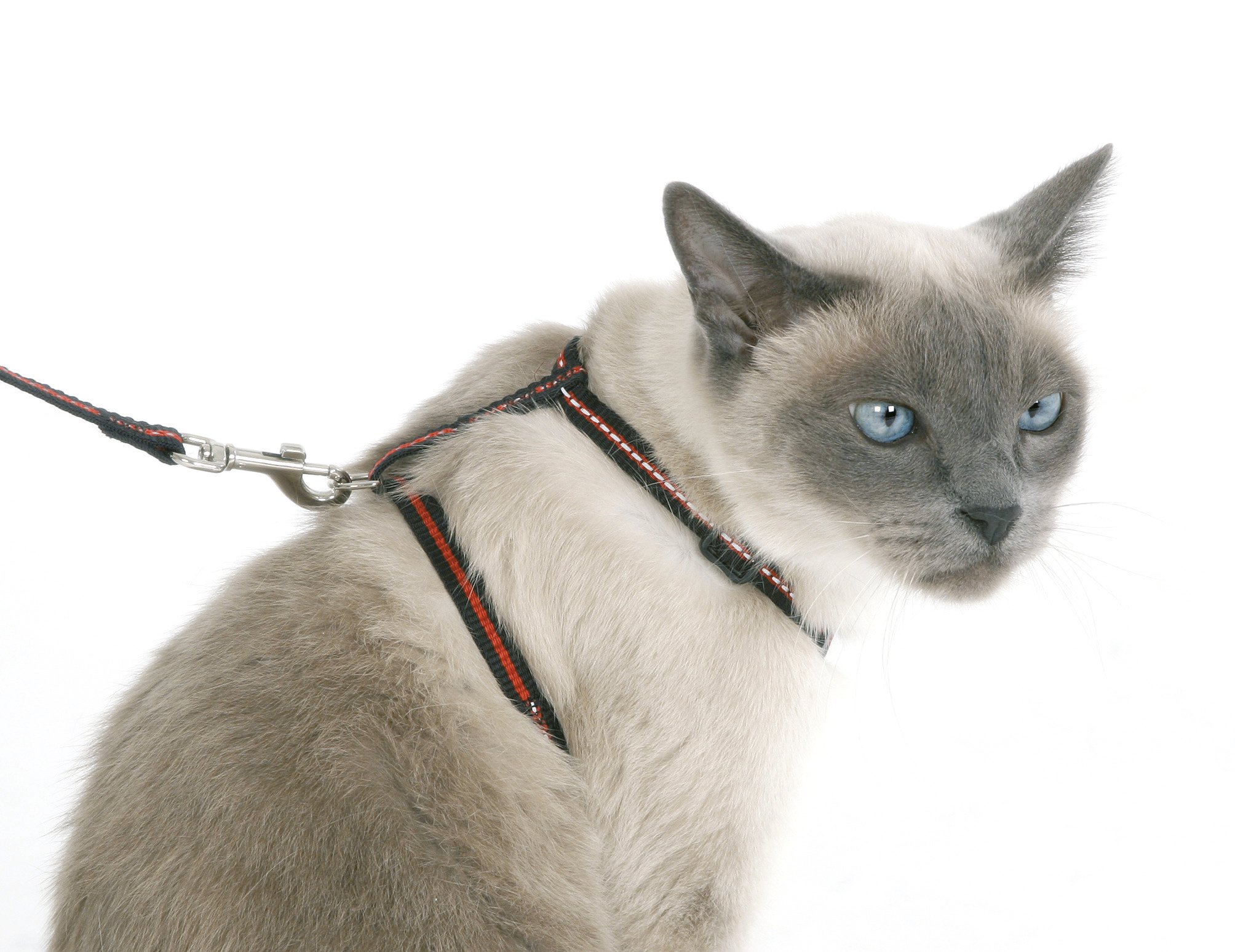 kerbl-pet-kit-pour-chat-harnais-laisse-120cm-collier-en-nylon image 2