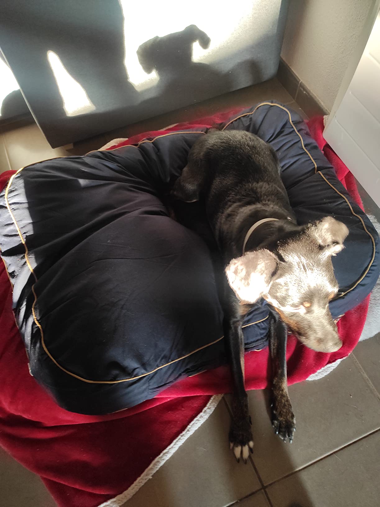 Mon labrador l'a adopté