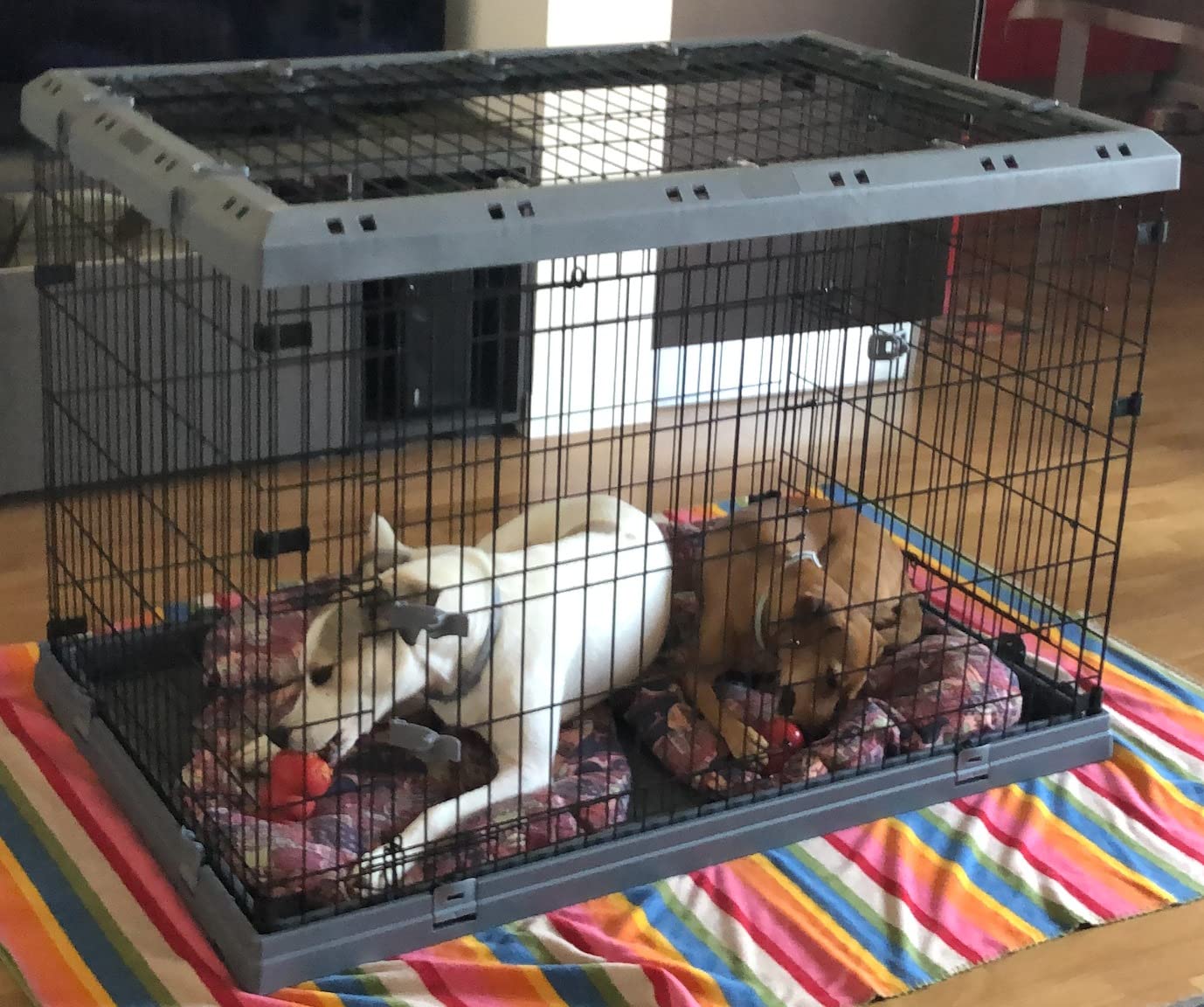 Parfaite pour l'éducation du chiot