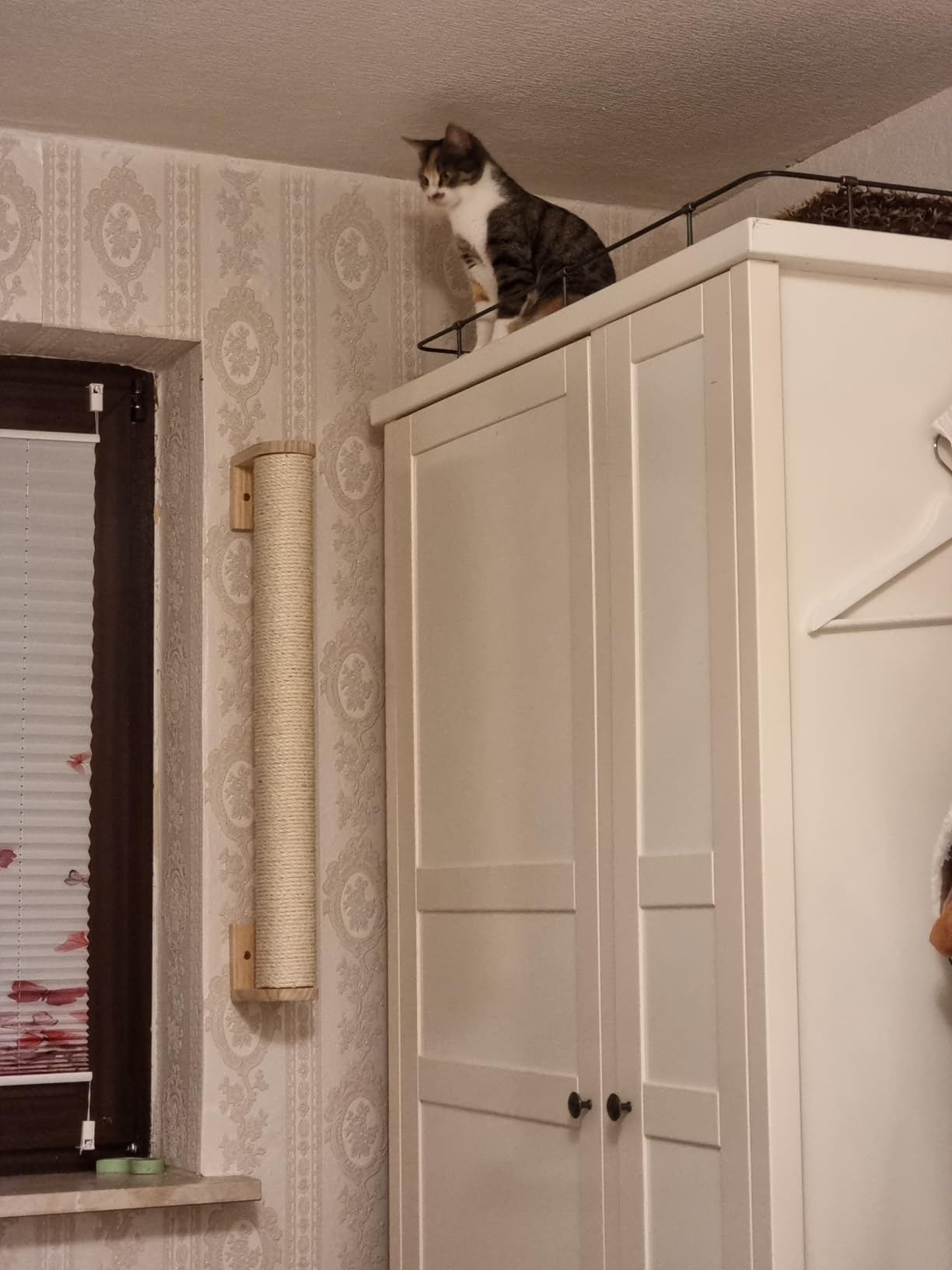 Adopté en une journée