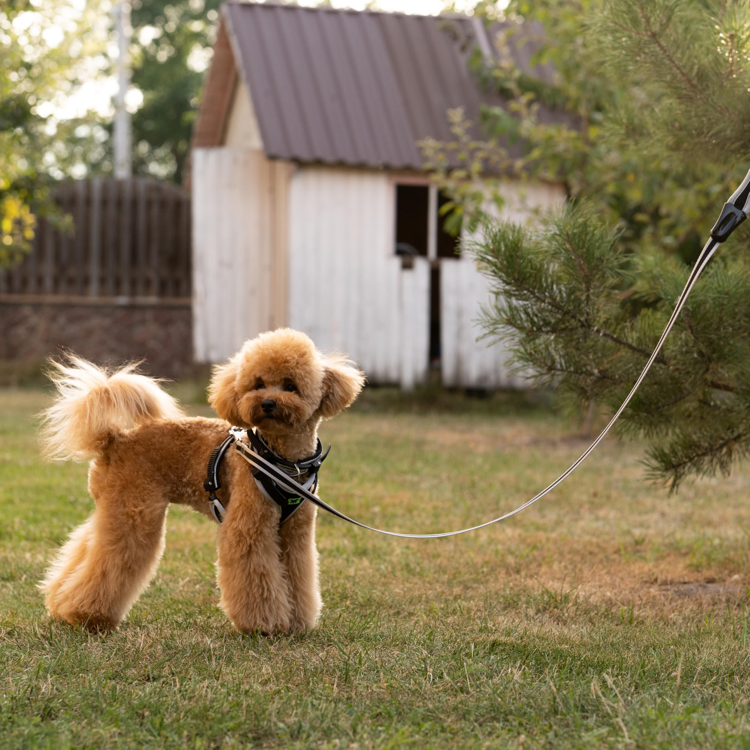ferplast-laisse-chien-nylon-ergocomfort-120-cm-x-1-5-cm-argent image 2