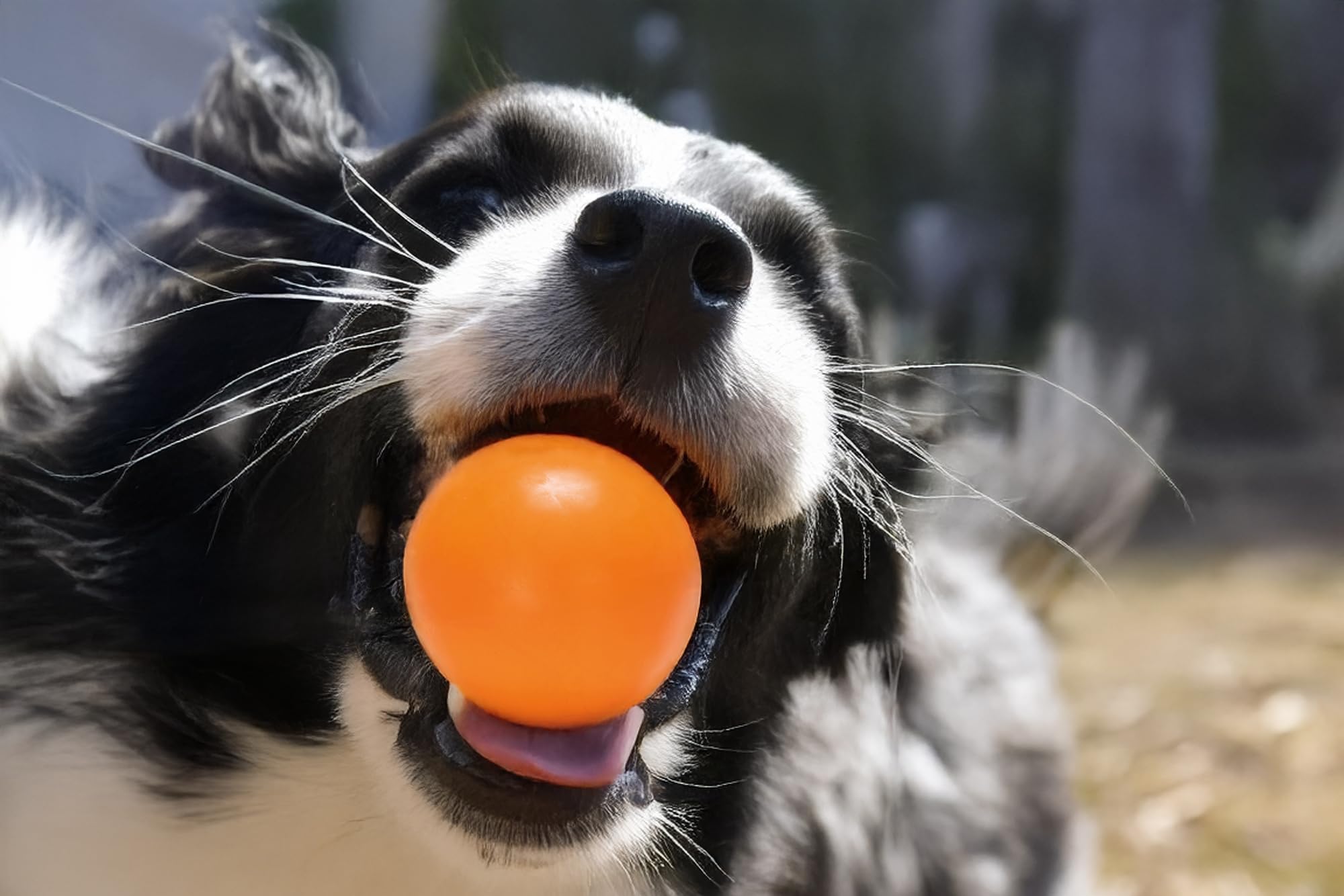 karlie-k-f-balle-en-caoutchouc-pour-chien-grande-60-mm-150-g image 3