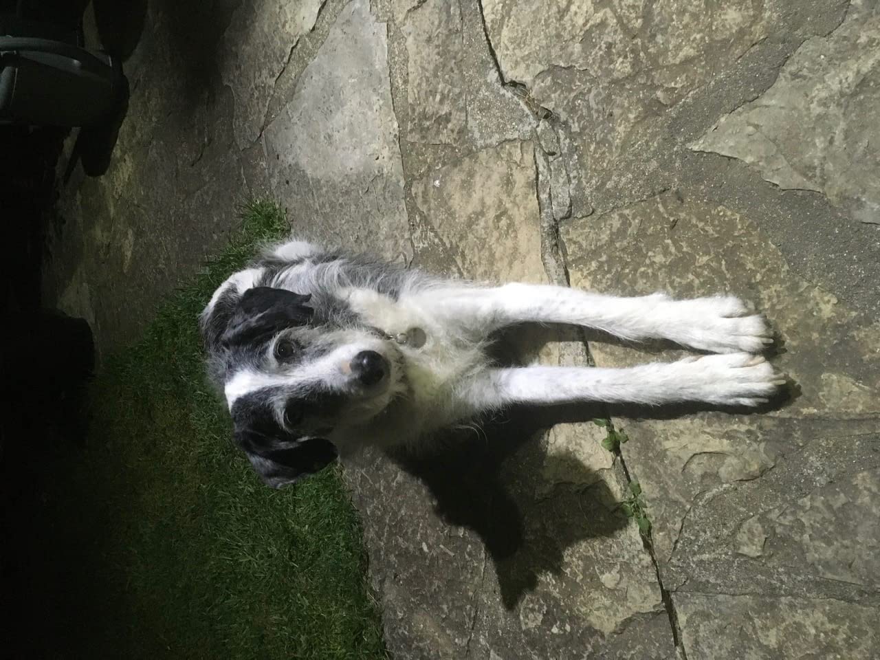 Idéal pour chiot qui fait ses dents
