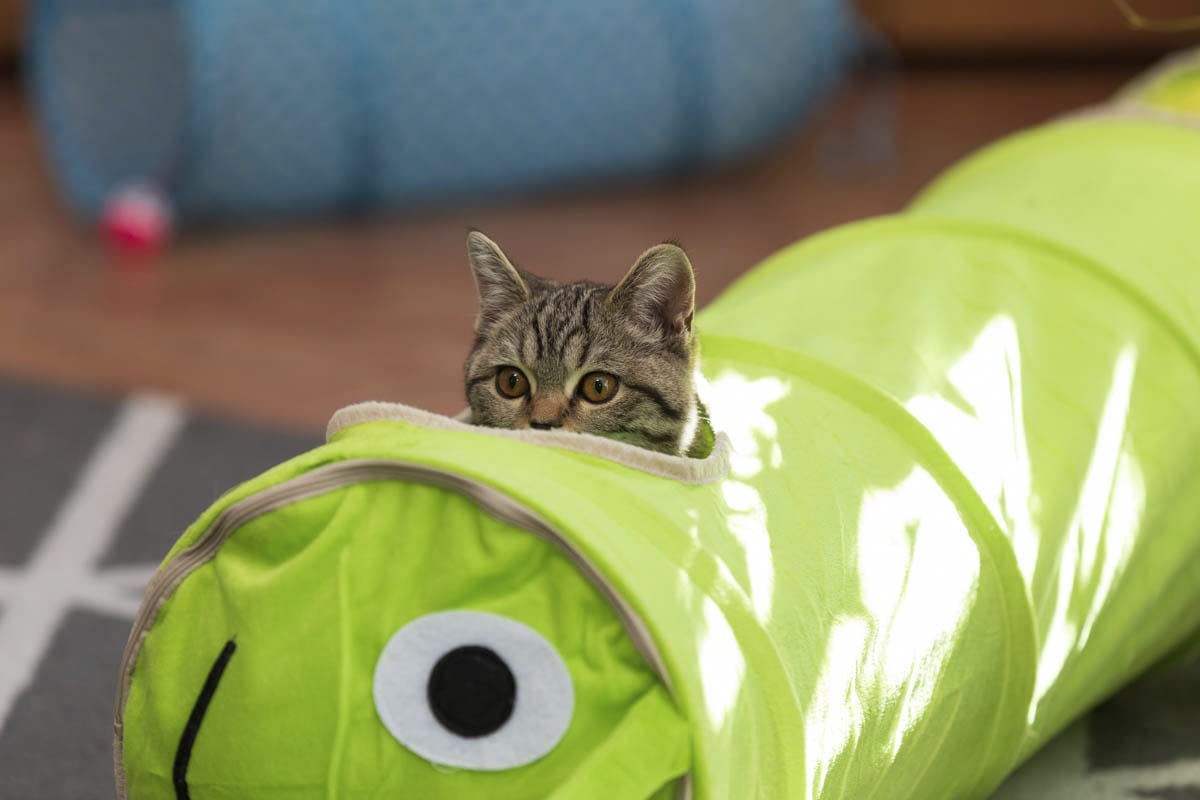 Adopté en 5 minutes