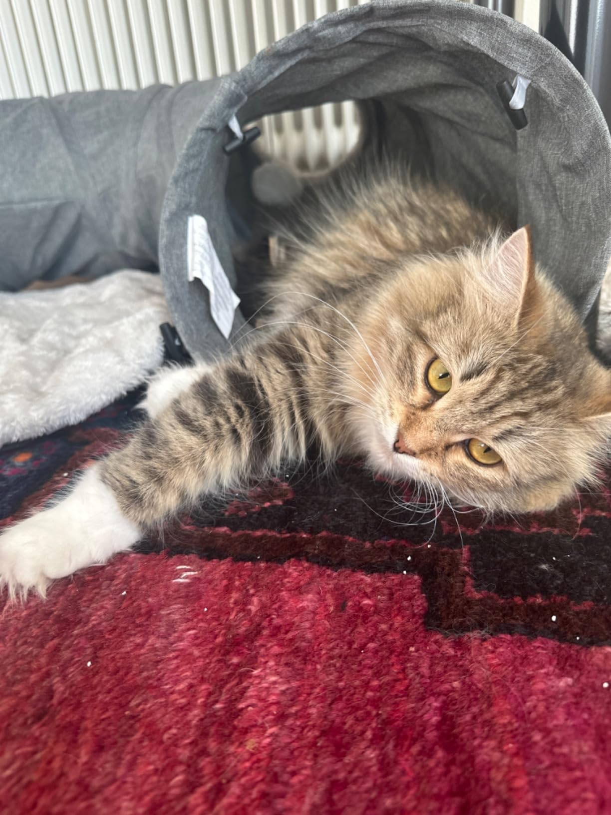 Cachette préférée de Nala