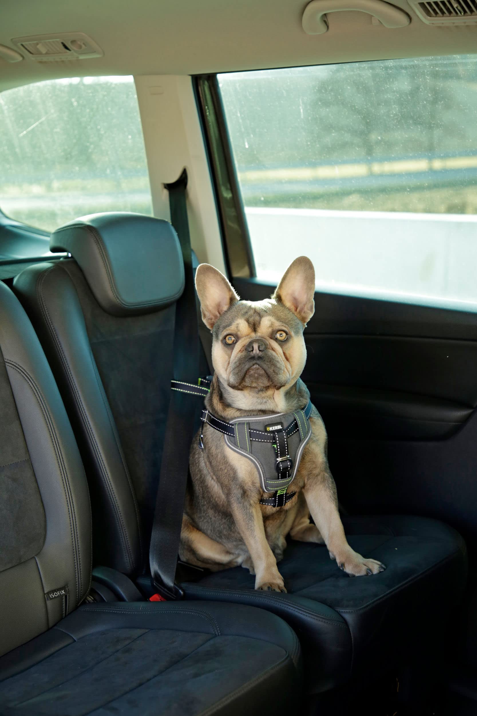 kerbl-harnais-pour-voiture-chien-noir-50-65-cm-20-mm image 4