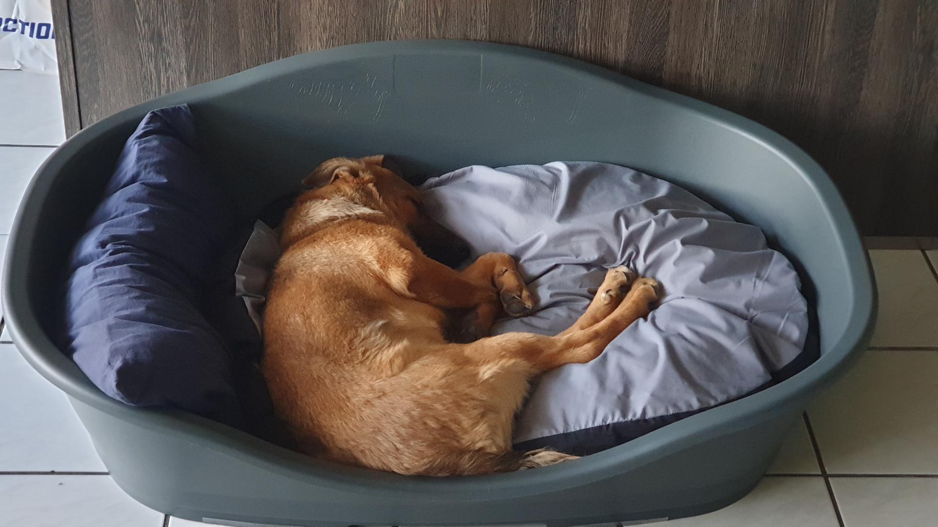 Correct pour petit chien