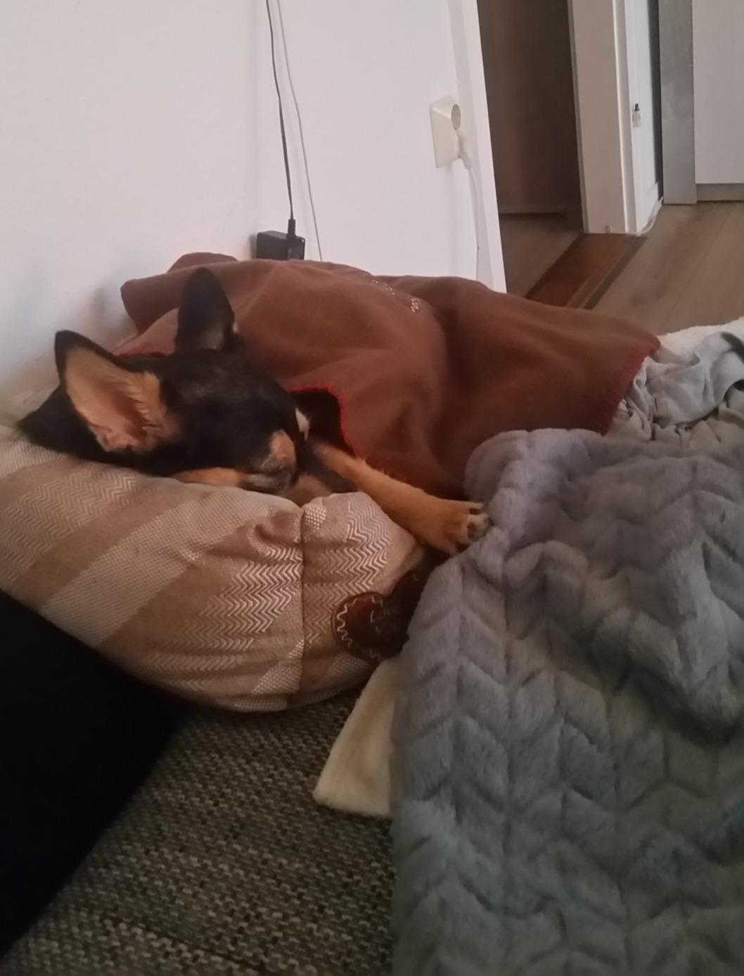 Mignon et confortable