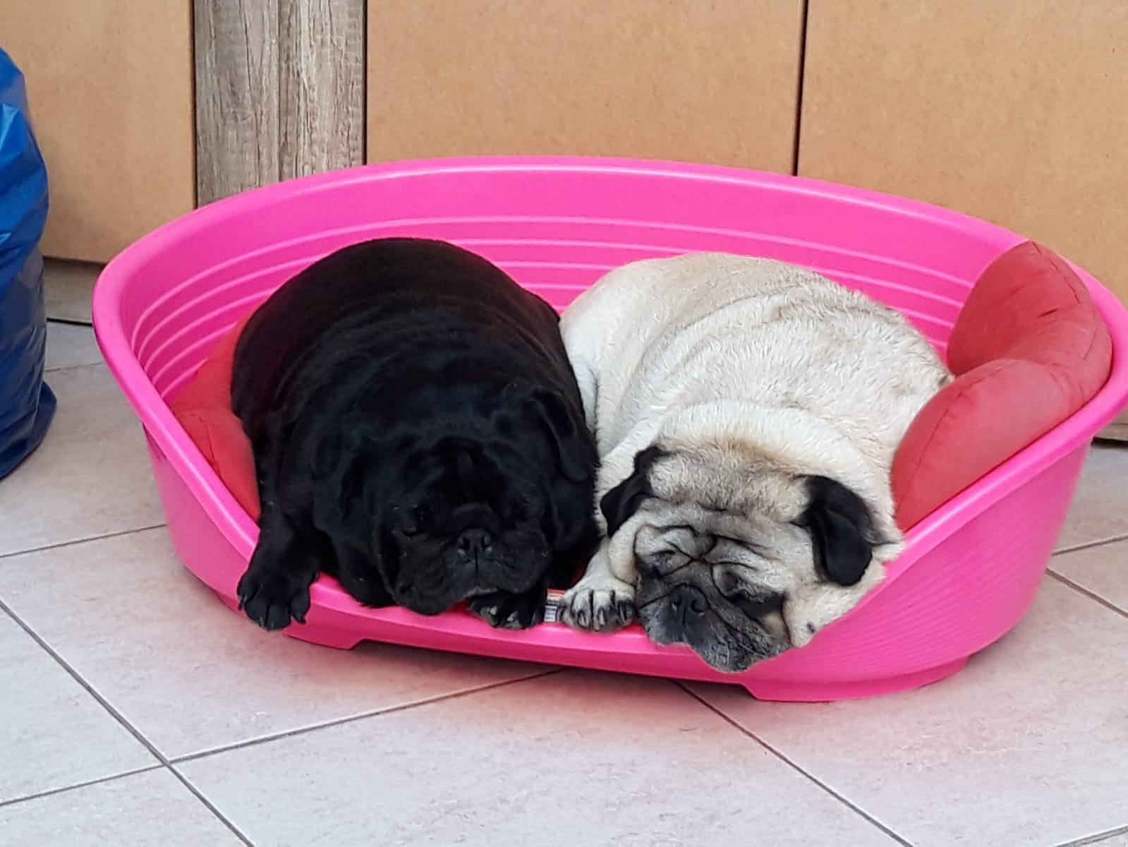 Top pour chiot