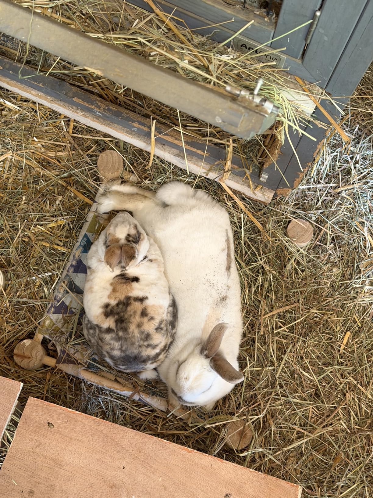 Mignon et solide