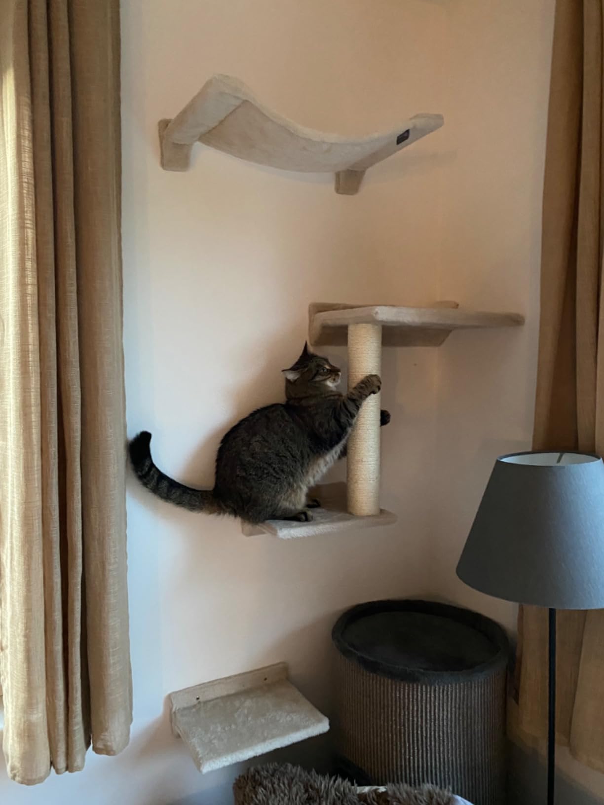 Mon chat est aux anges