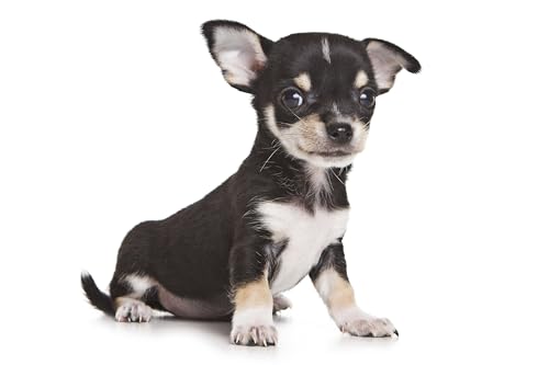 karlie-shampooing-pour-chiot-300-ml-peaux-sensibles image 4