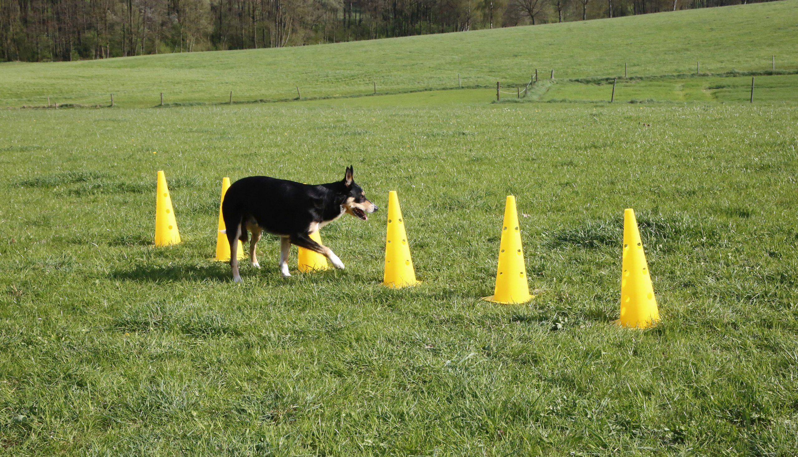 kerbl-81994-agility-lot-c-nes-et-barres-d-obstacle-pour-chien image 4