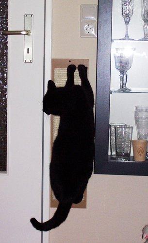 Mon vieux chat a repris du poil