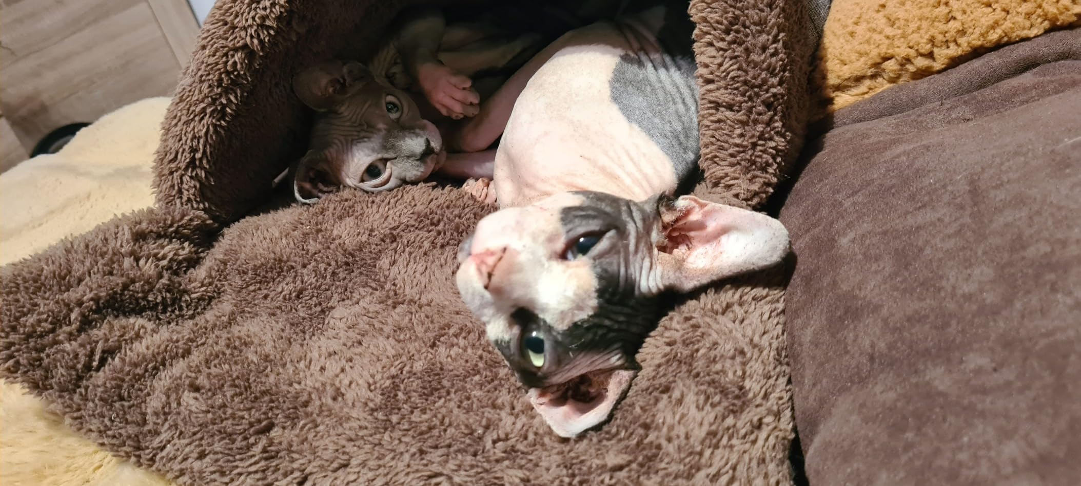 Adopté direct par mon chat