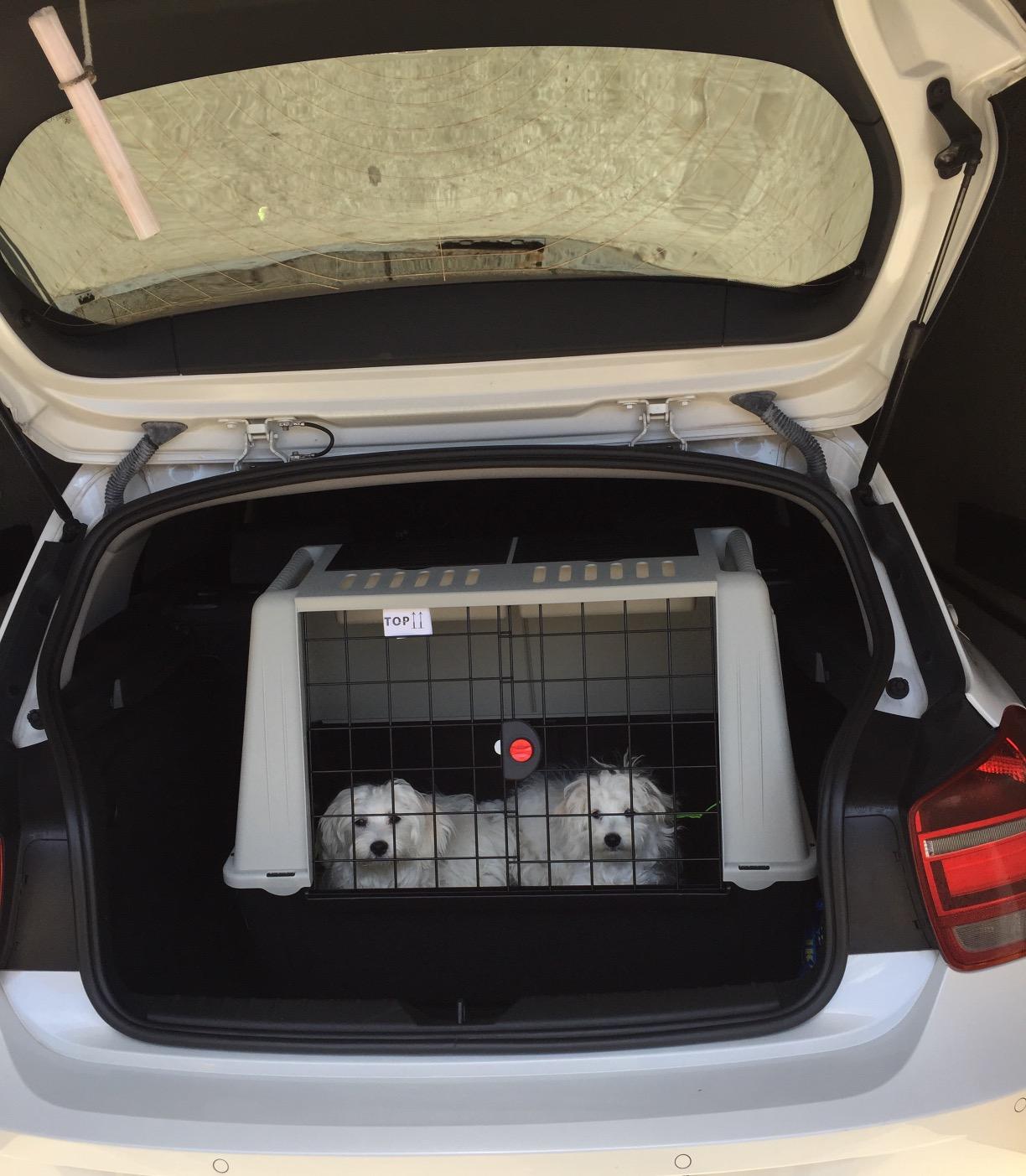 Bonne caisse pour petits chiens