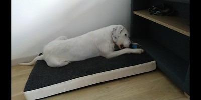 Soulage vraiment mon labrador arthrosique