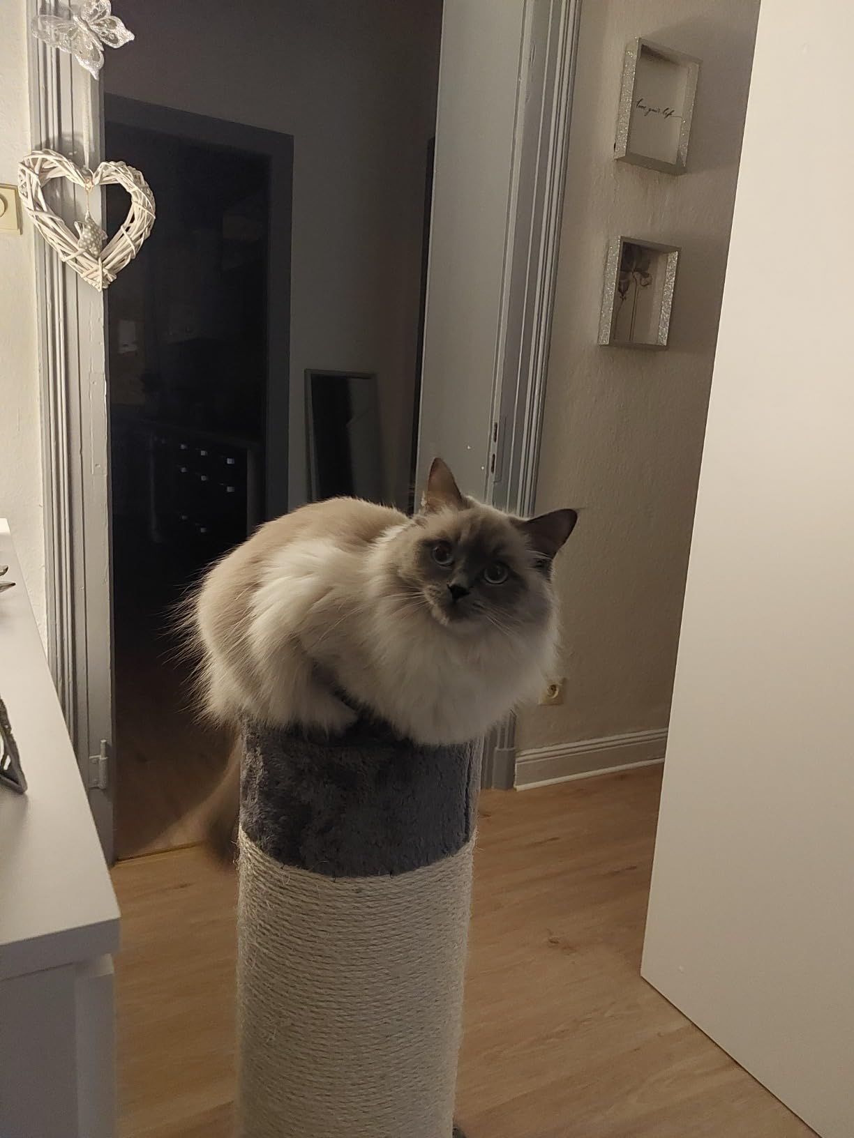 Adopté direct