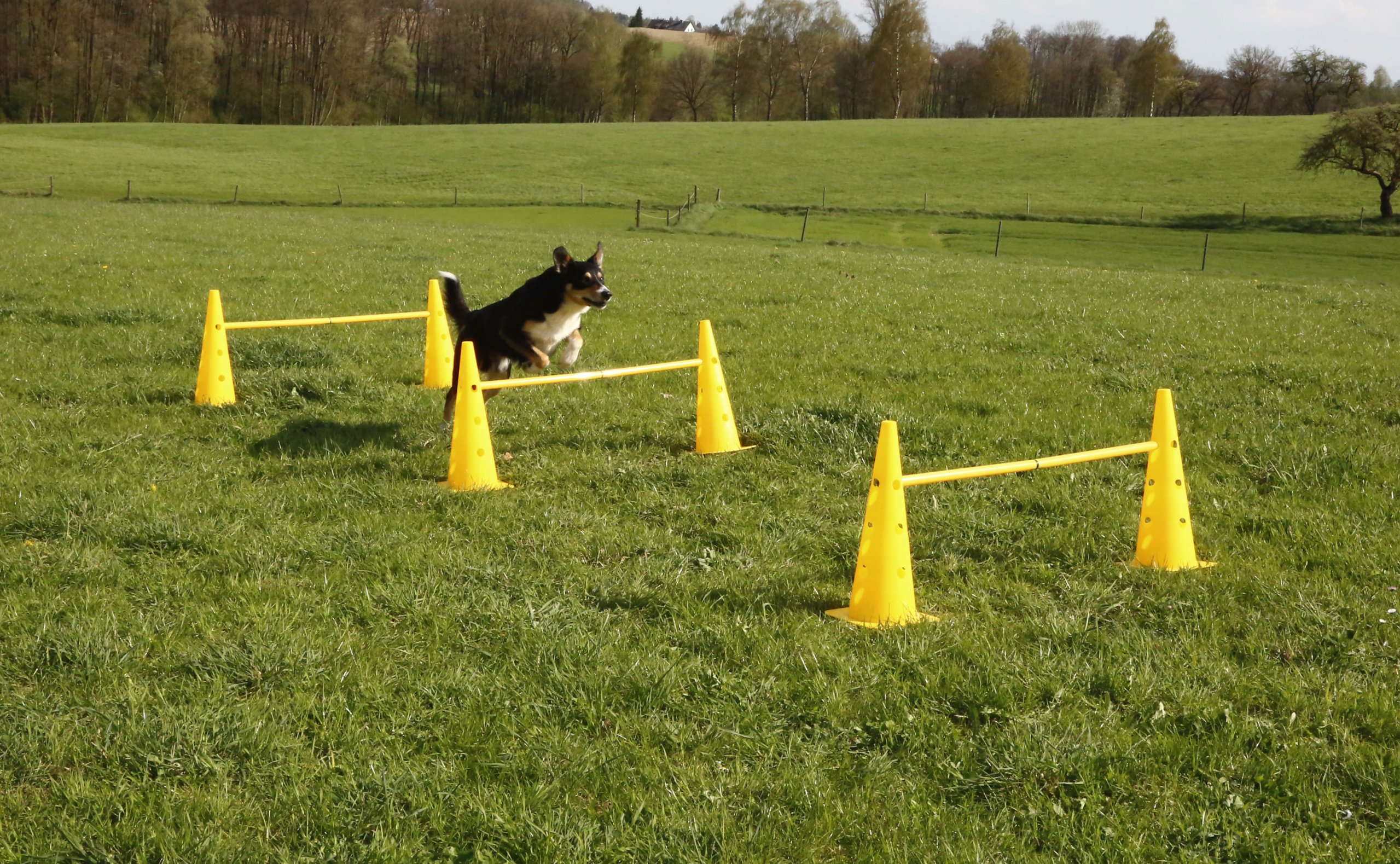 kerbl-81994-agility-lot-c-nes-et-barres-d-obstacle-pour-chien image 5