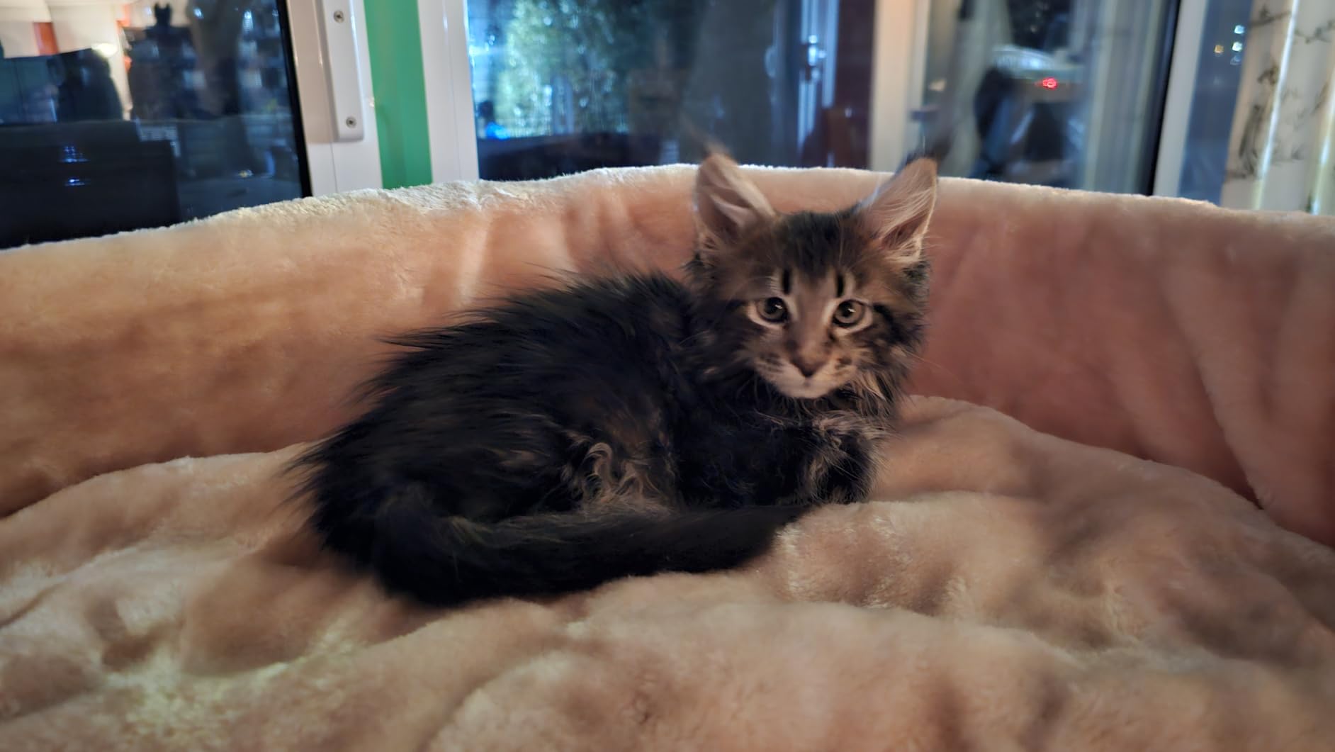 Enfin assez grand pour Maine Coon