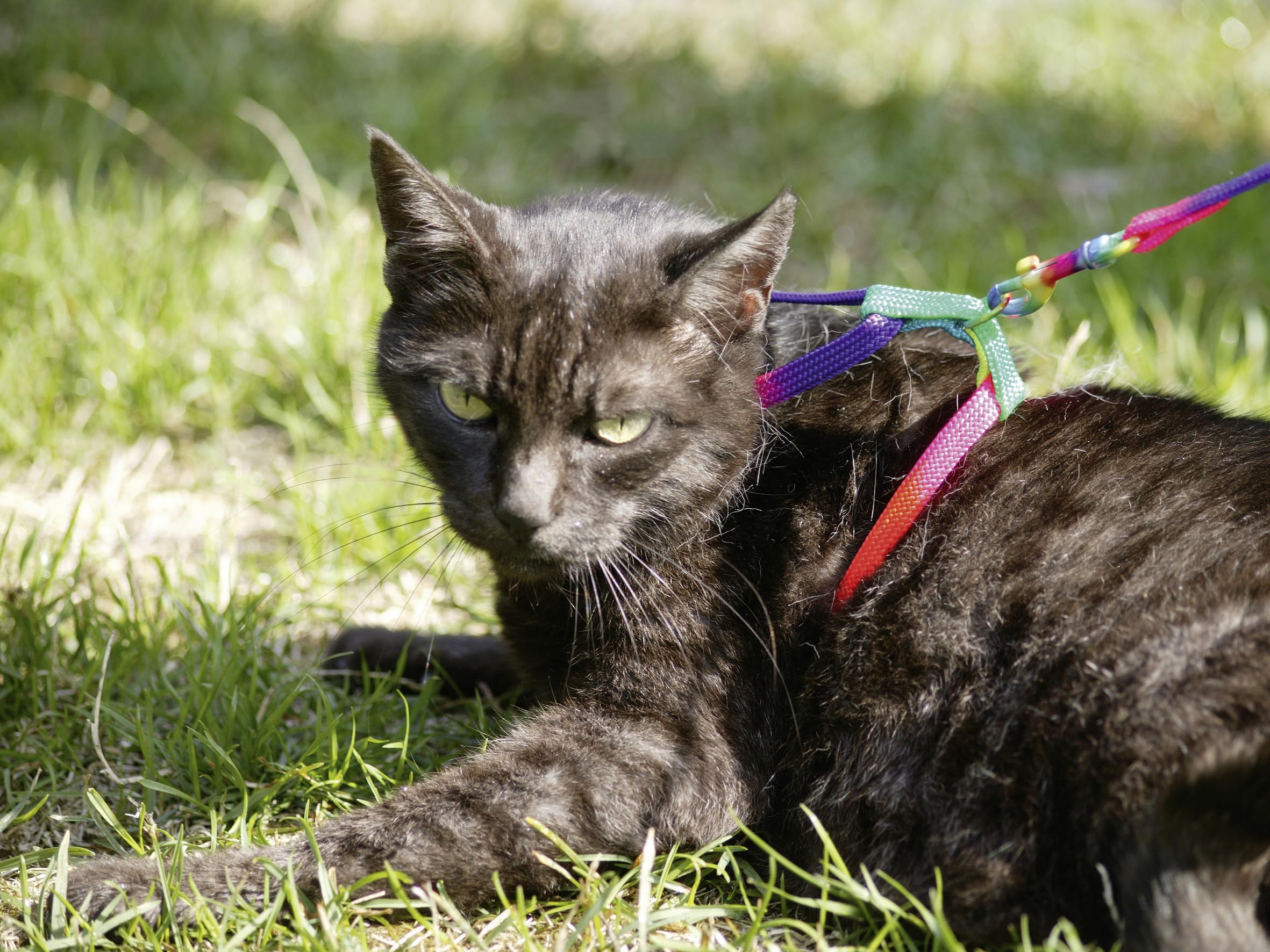 kerbl-pet-harnais-pour-chat-rainbow-avec-laisse-120-cm image 2