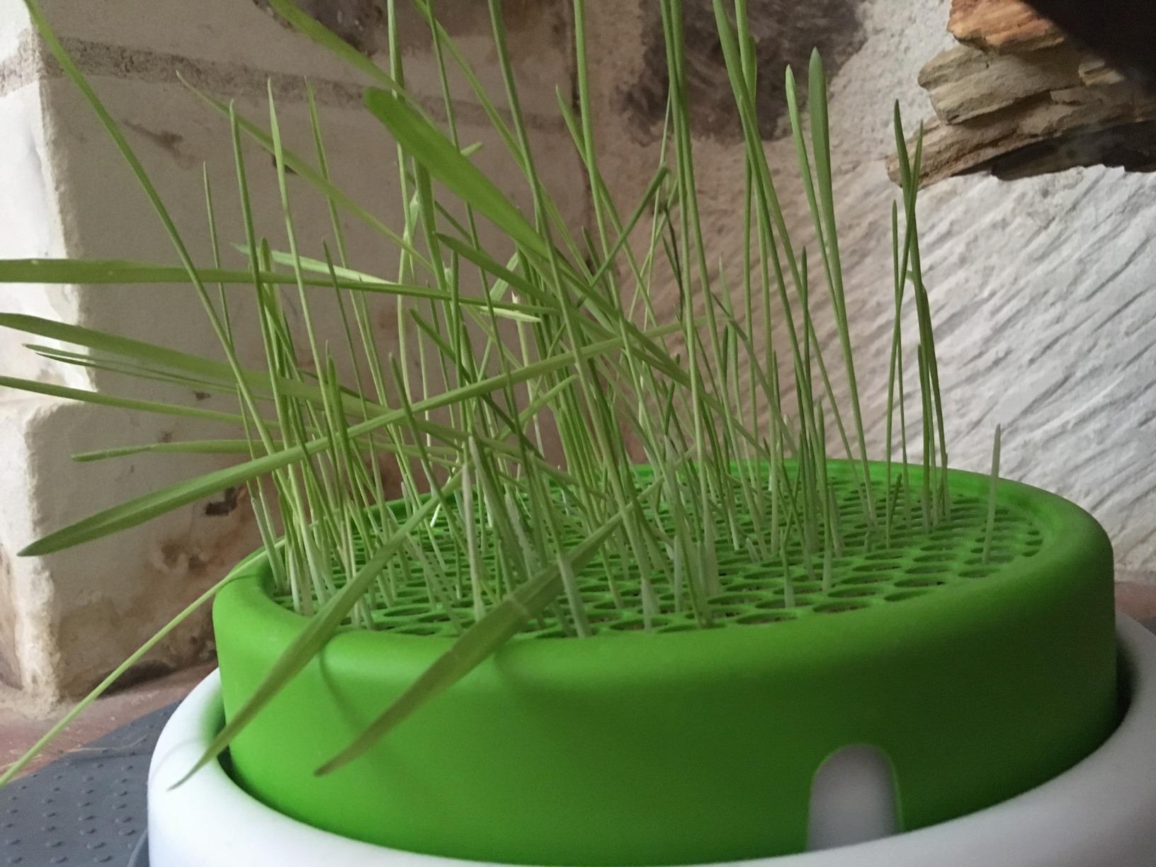 Fini l'herbe renversée
