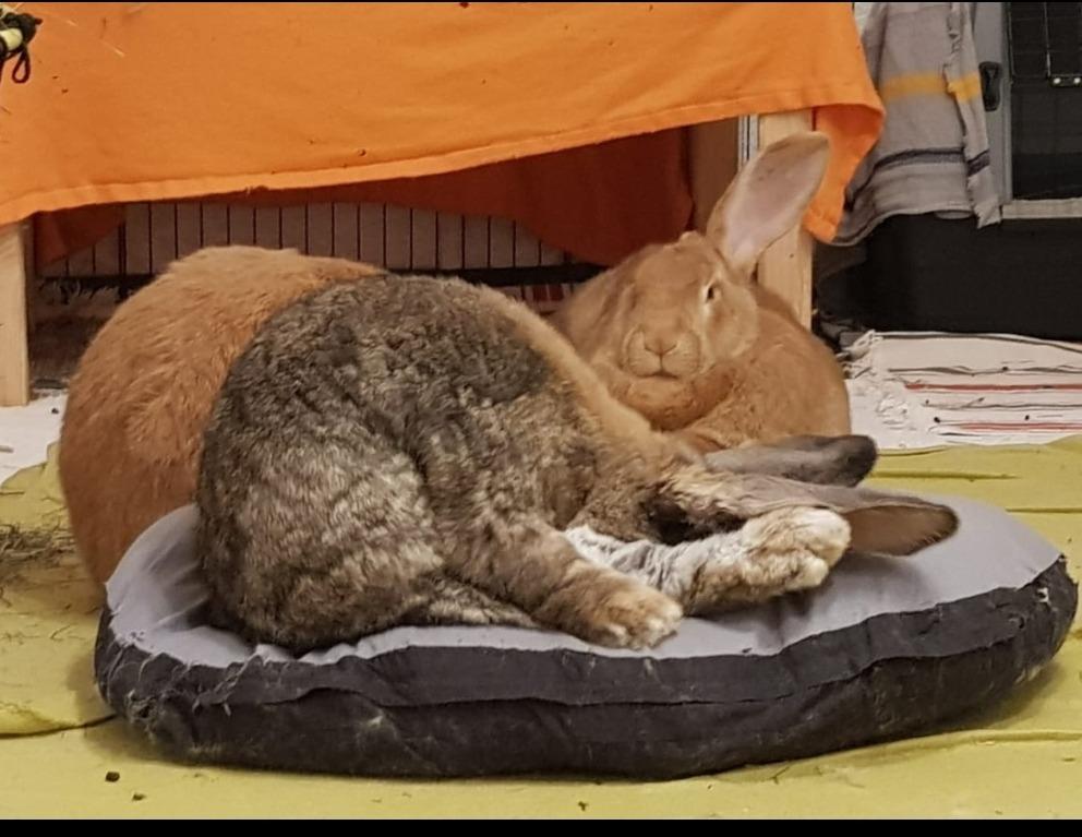 Confortable