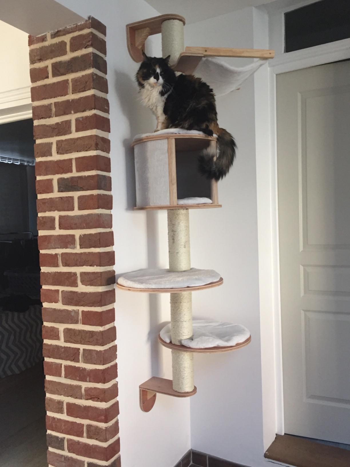 Ma vieille minette revit