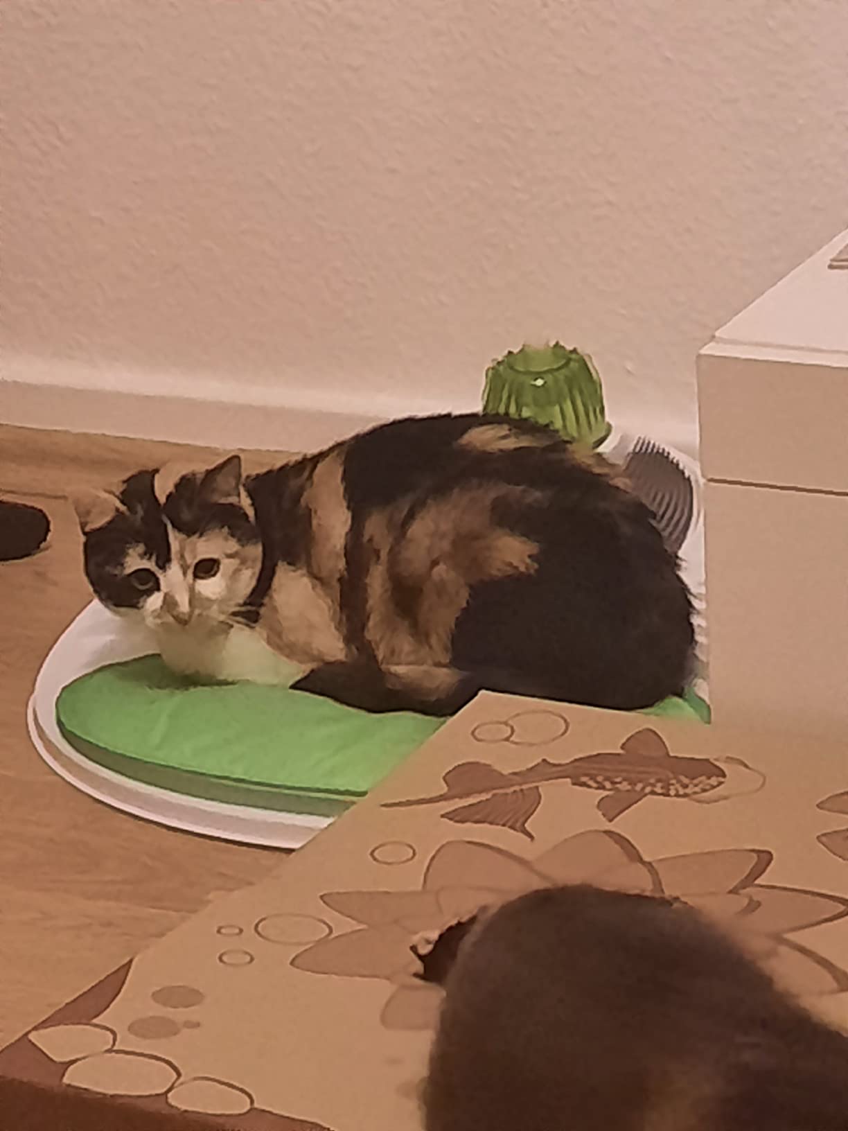 Idéale pour ma vieille minette