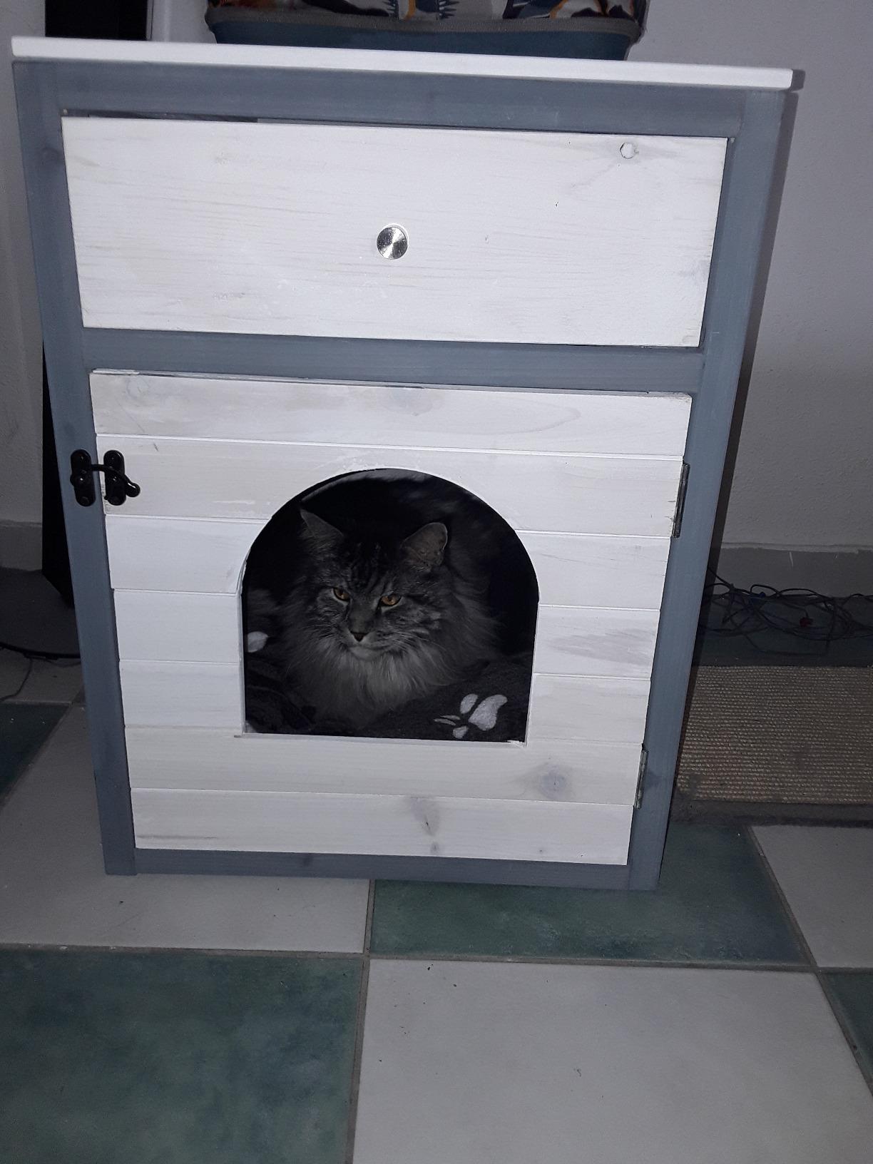 Parfait pour chat timide