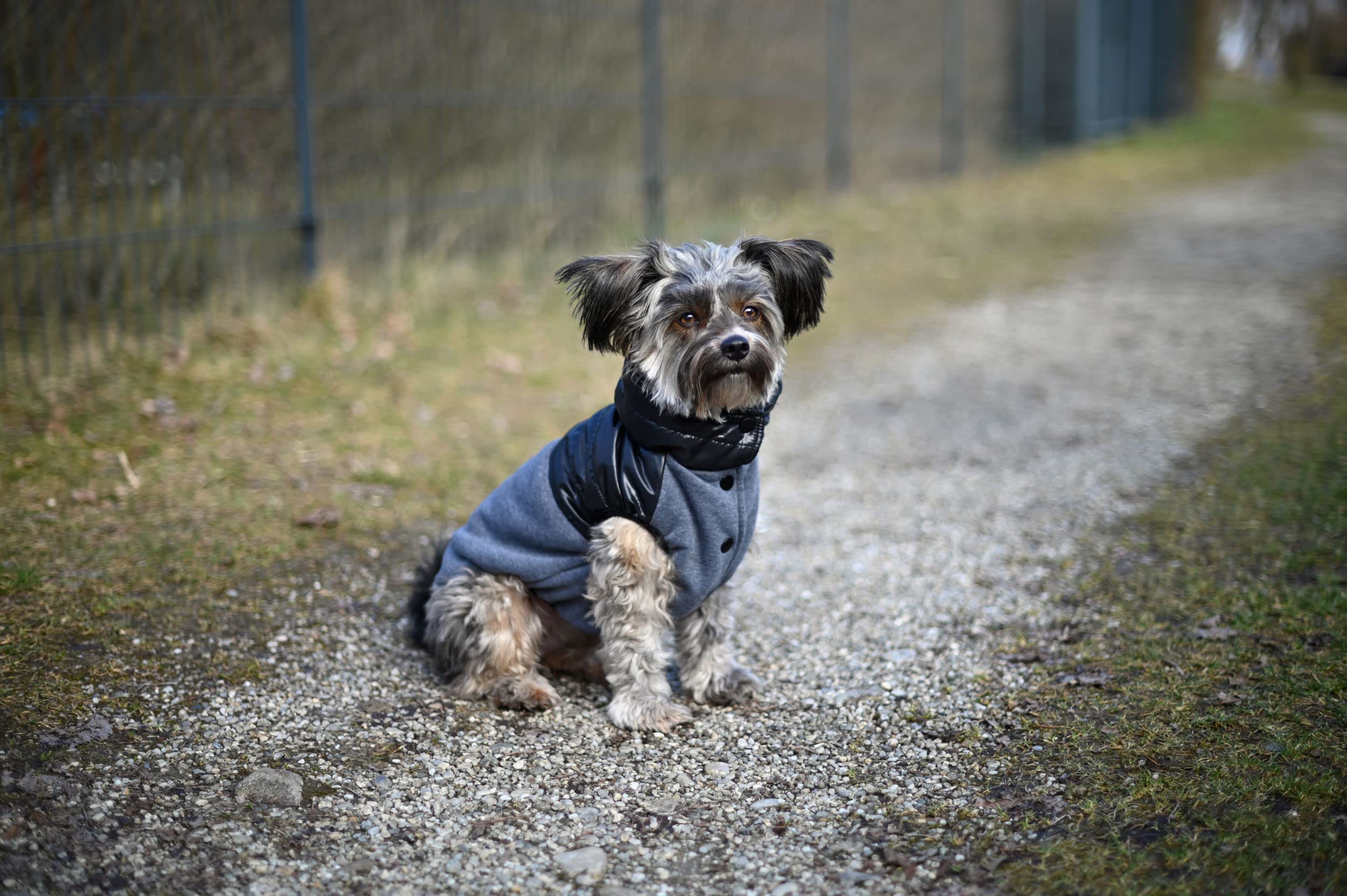 kerbl-quebec-manteau-pour-chien-gris-noir-taille-l-45-cm image 7