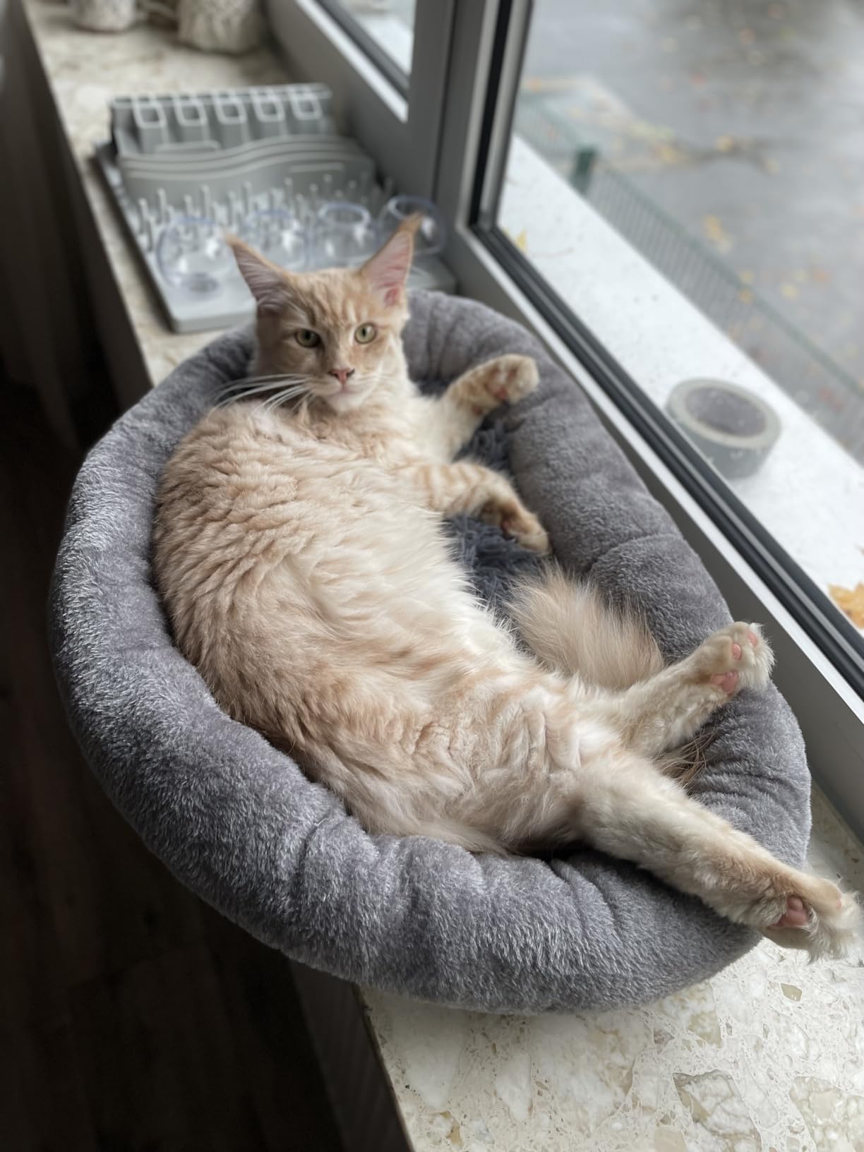 Mon chat boude, fixation limite