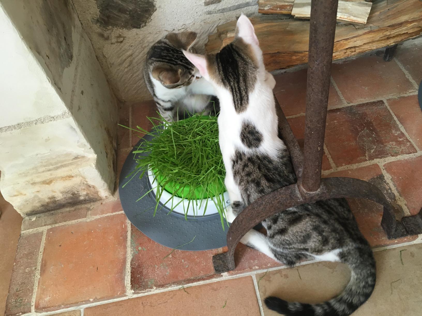 Top qualité Catit