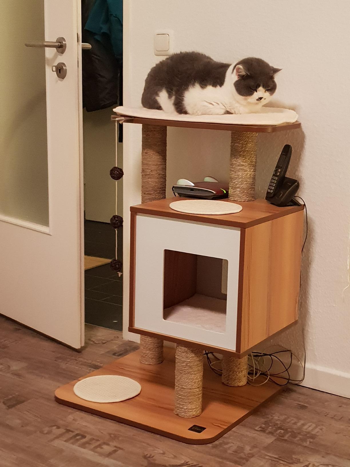 Design magnifique et chat conquis