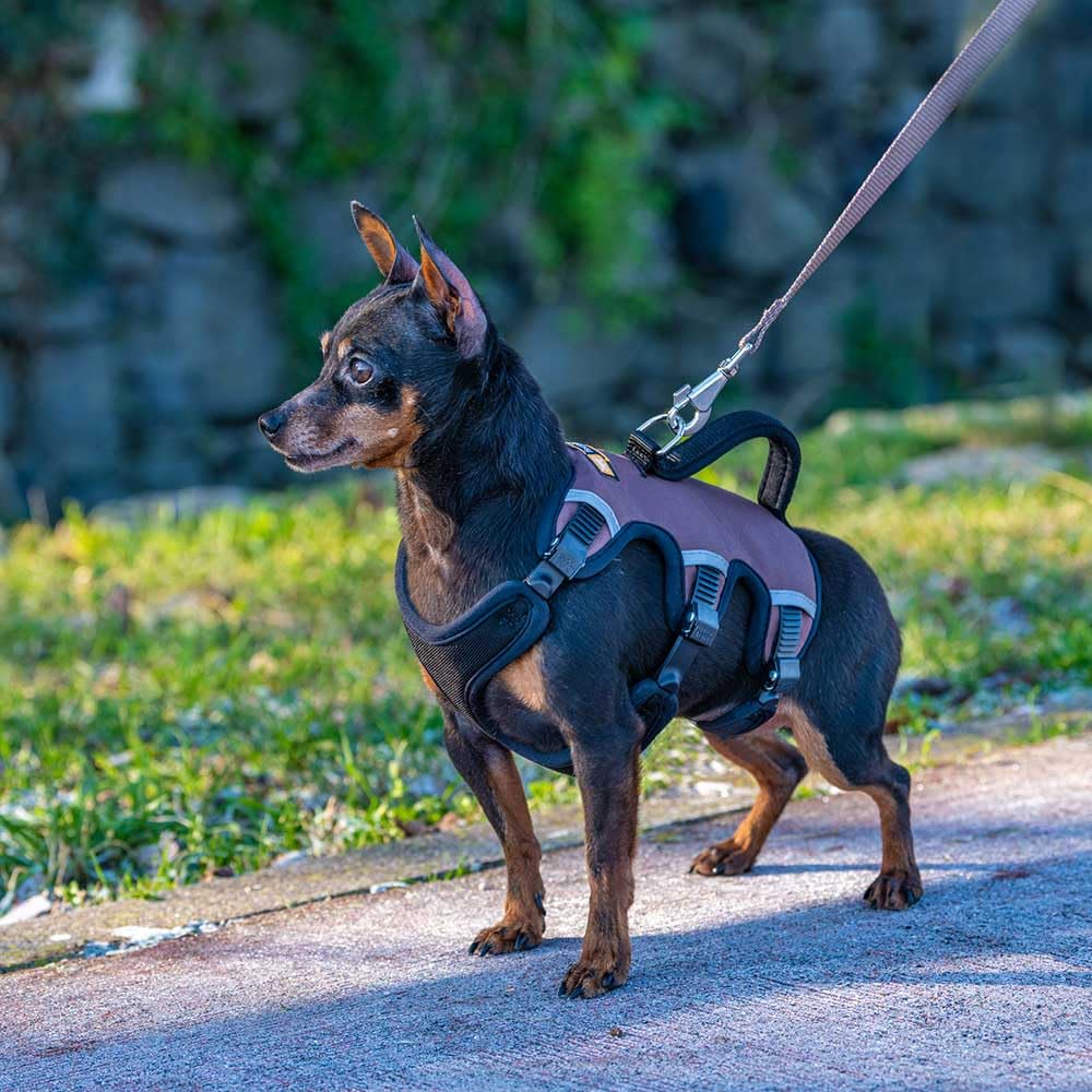 ferplast-ergotrekking-harnais-chien-r-glable-xs-37-47-cm-marron-rembourr-r-fl-ch image 3