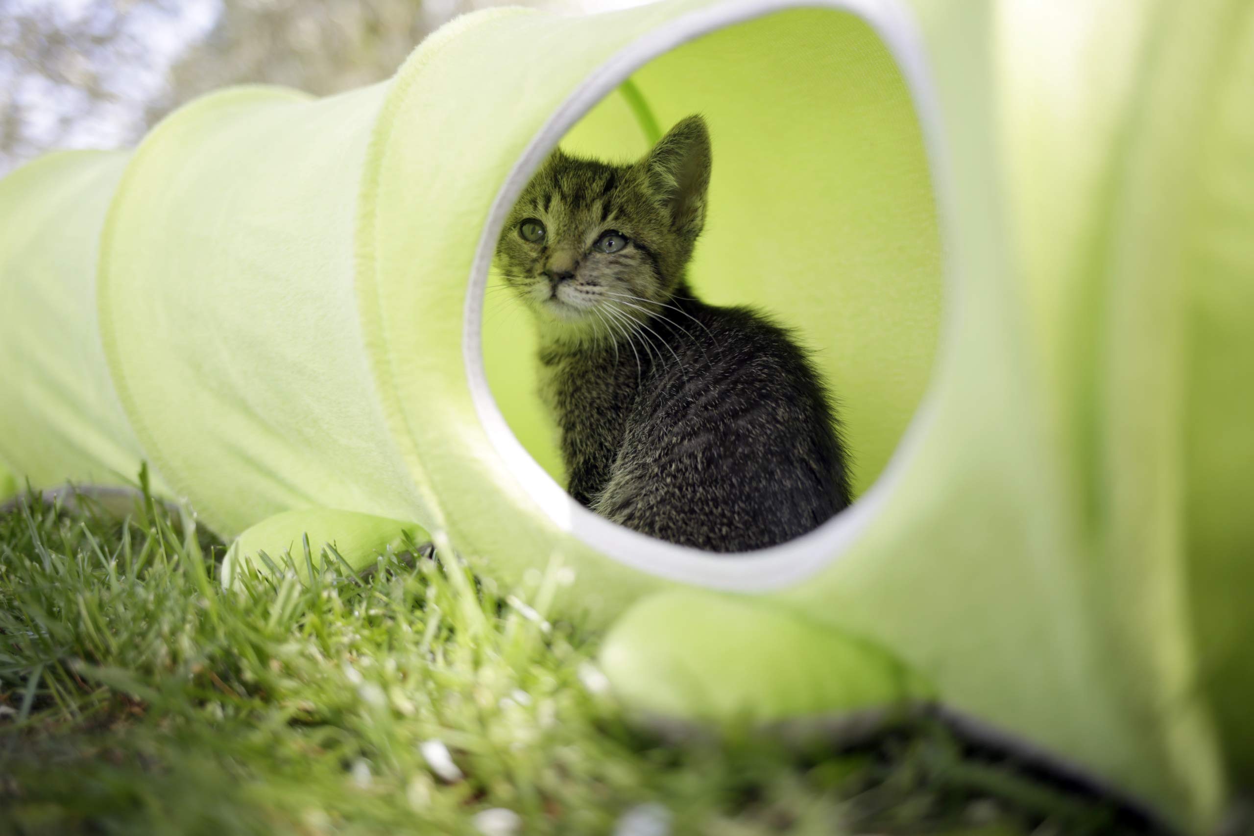 kerbl-pet-tunnel-chat-chenille-vert-30-cm-x-170-cm-1-2-chats image 2