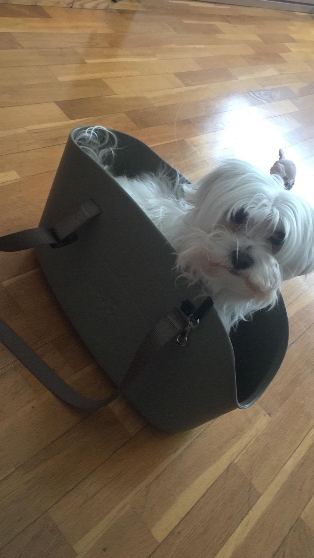 Bon sac pour petits chiens