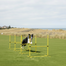 pawhut-kit-agility-4-haies-r-glables-pour-chiens-avec-sac-jaune image 4