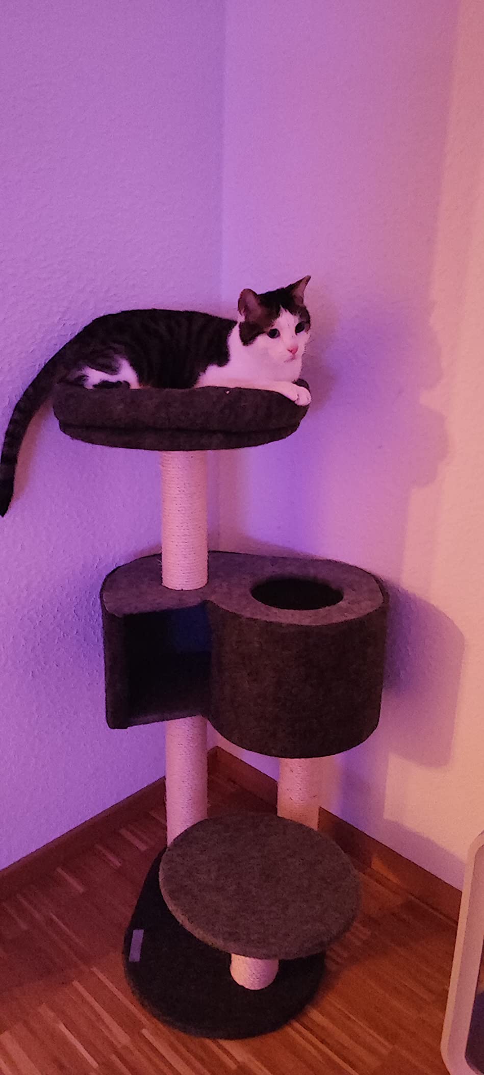 Bon arbre à petit prix