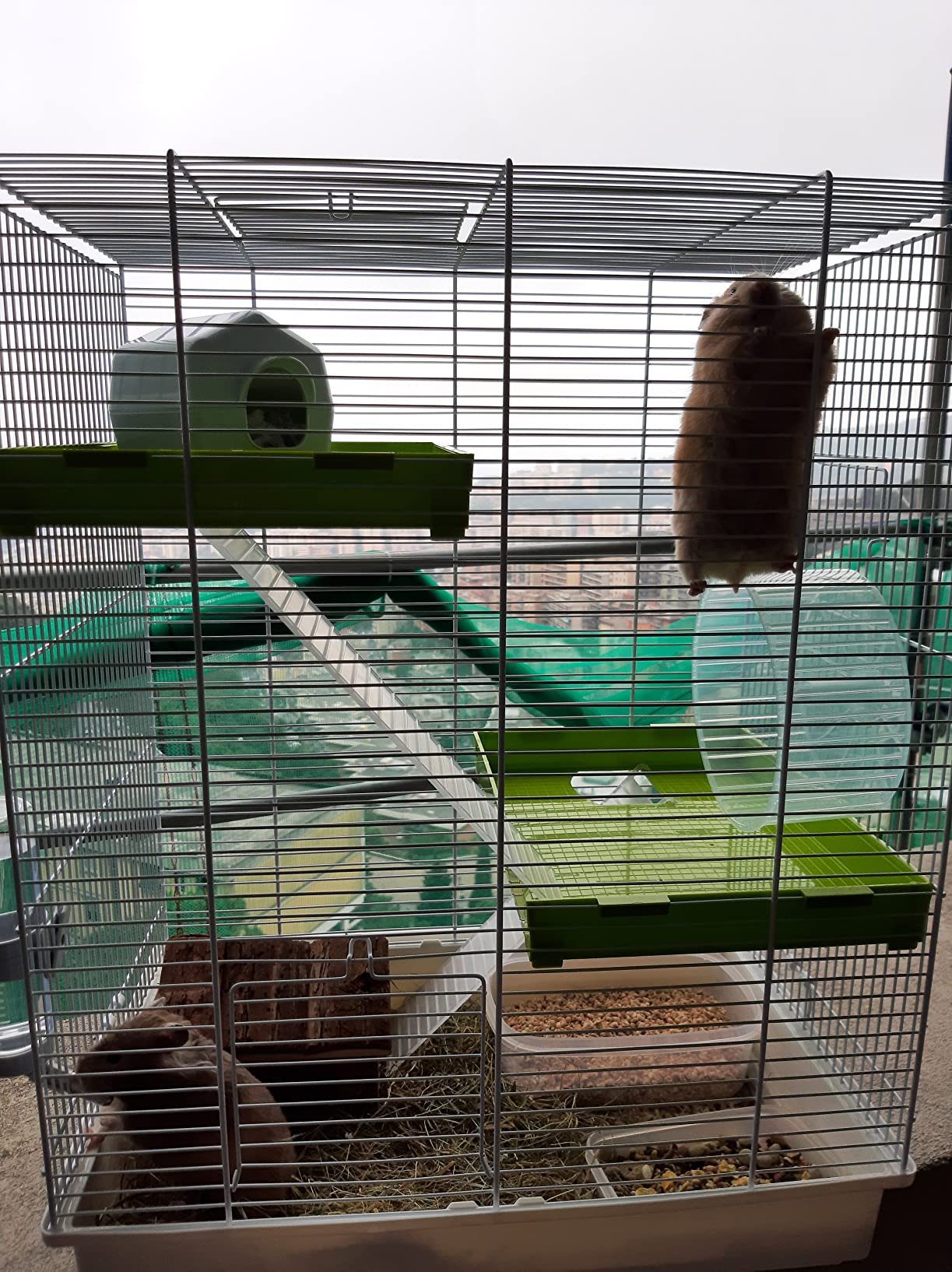 Palace pour hamster