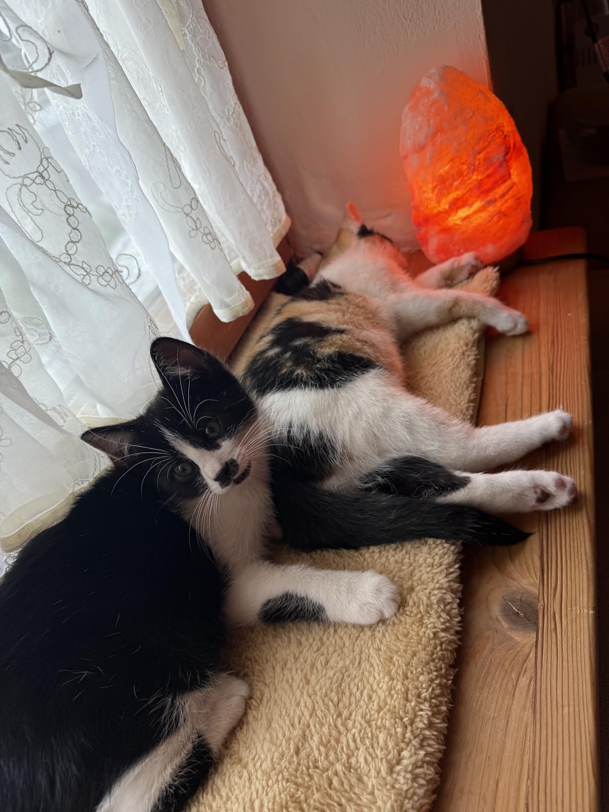 Adopté dès le premier jour