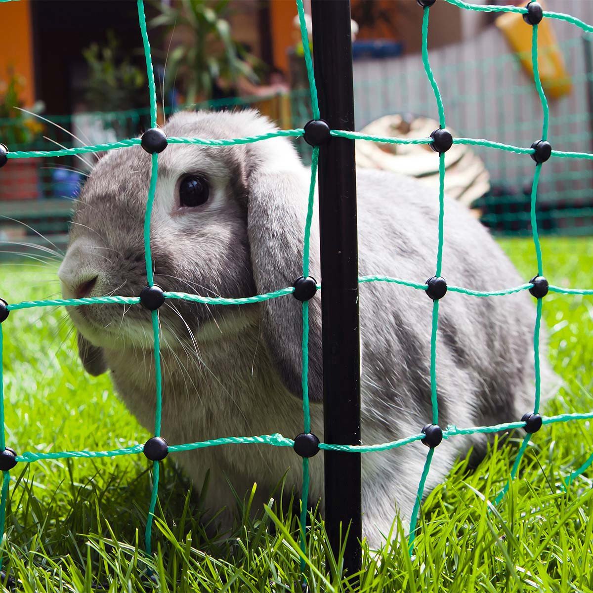 kerbl-filet-simple-pointe-pour-lapin-vert-50-m-65-cm image 1
